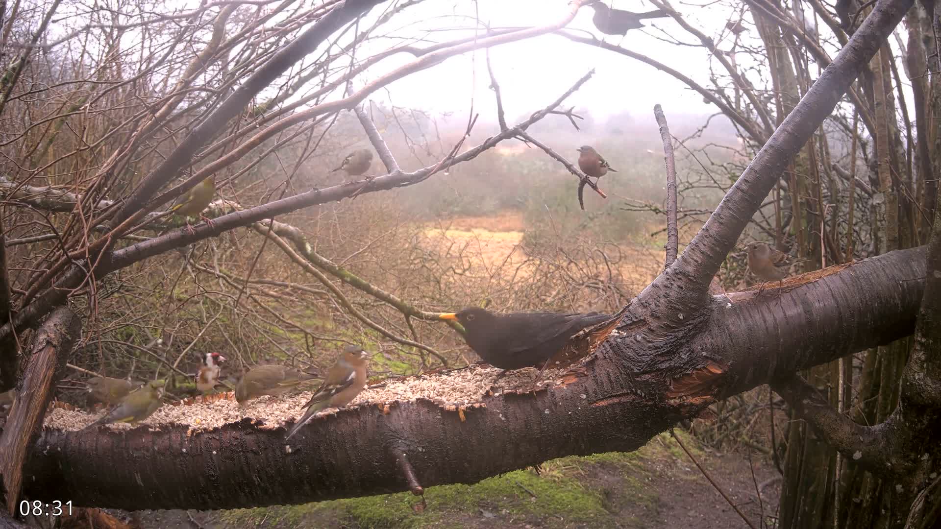 Dronninglund, Birds and Squirrels in the Forest Live Cam - Dronninglund, Bronderslev, Nordjylland(North Denmark), Denmark