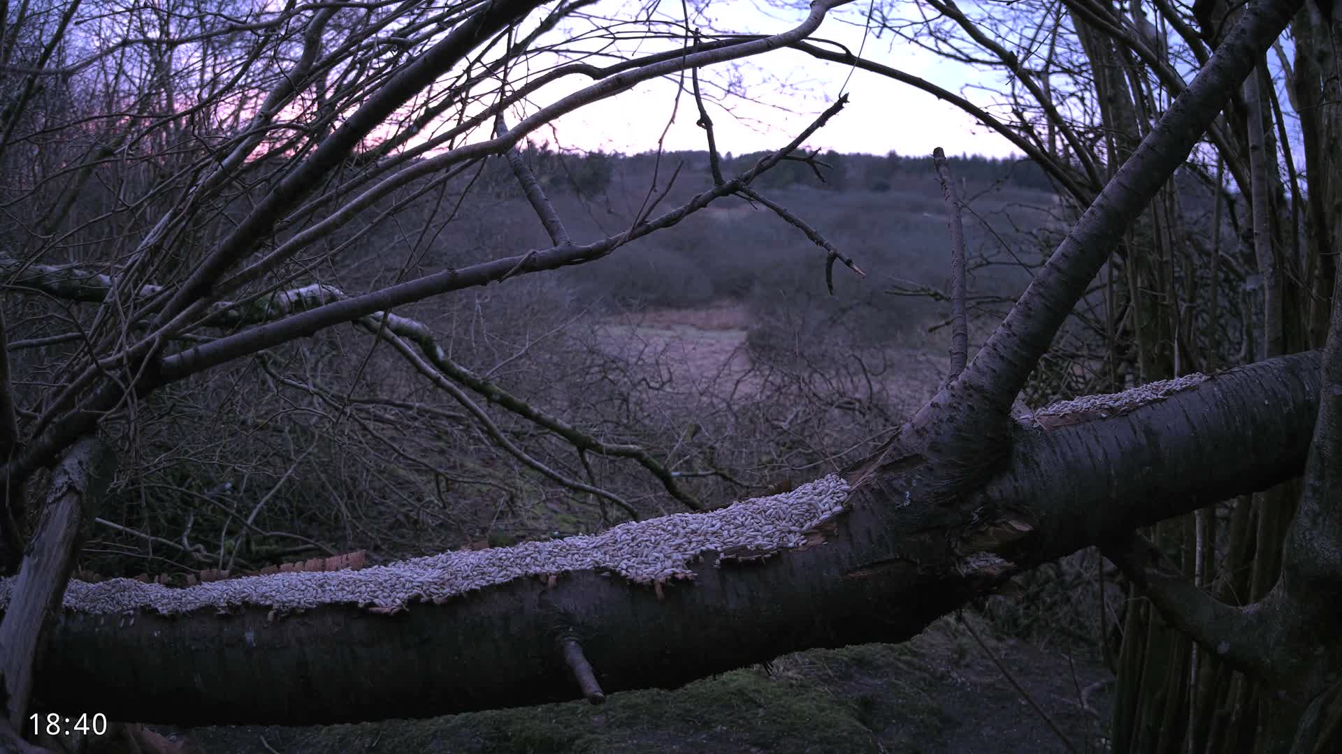 Dronninglund, Birds and Squirrels in the Forest Live Cam - Dronninglund, Bronderslev, Nordjylland(North Denmark), Denmark