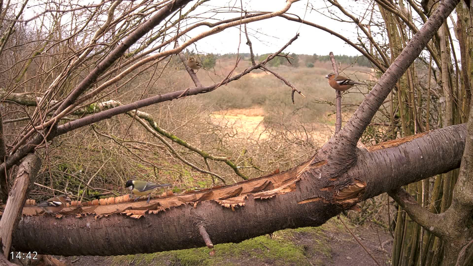 Dronninglund, Birds and Squirrels in the Forest Live Cam - Dronninglund, Bronderslev, Nordjylland(North Denmark), Denmark