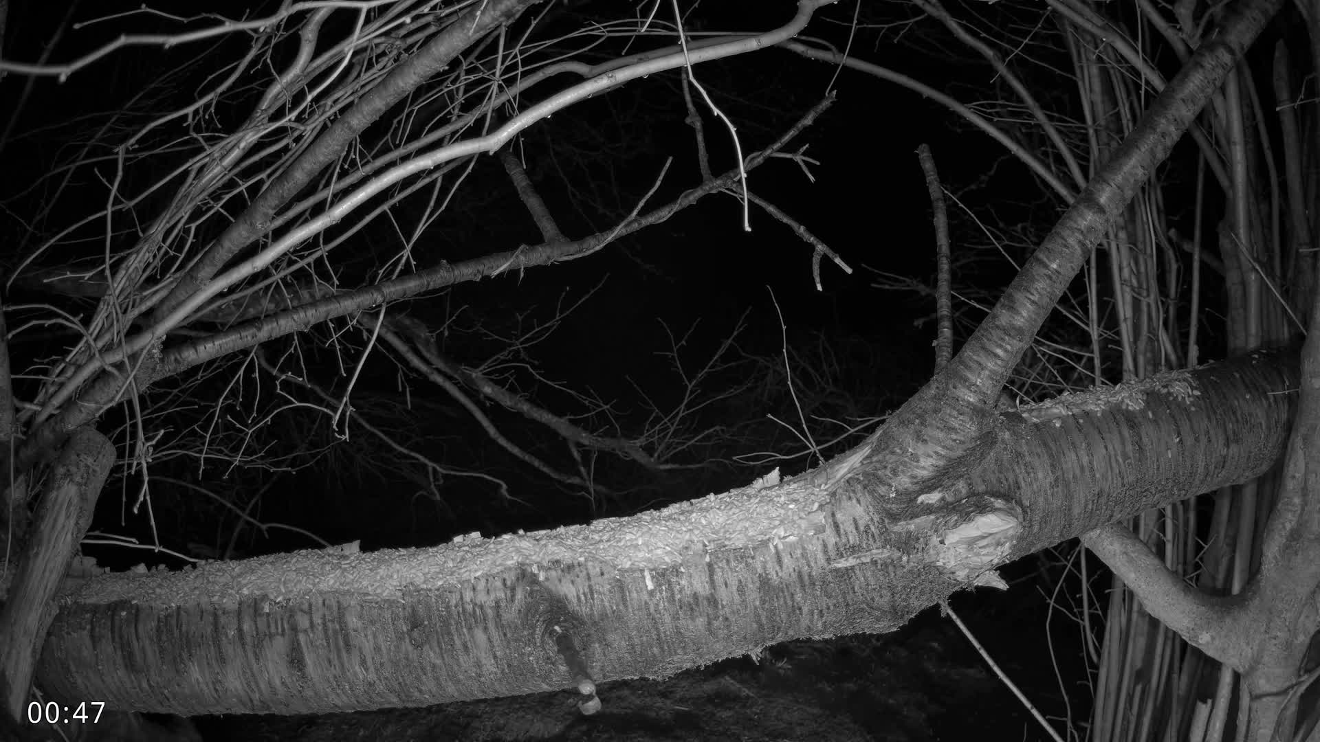 Dronninglund, Birds and Squirrels in the Forest Live Cam - Dronninglund, Bronderslev, Nordjylland(North Denmark), Denmark