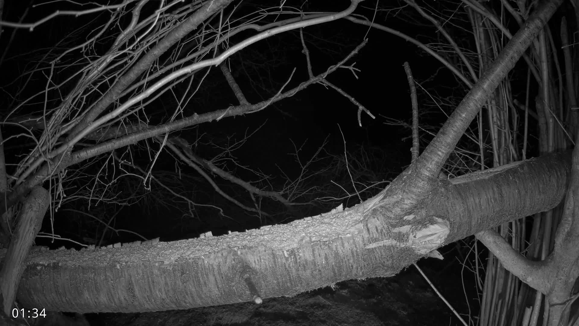 Dronninglund, Birds and Squirrels in the Forest Live Cam - Dronninglund, Bronderslev, Nordjylland(North Denmark), Denmark