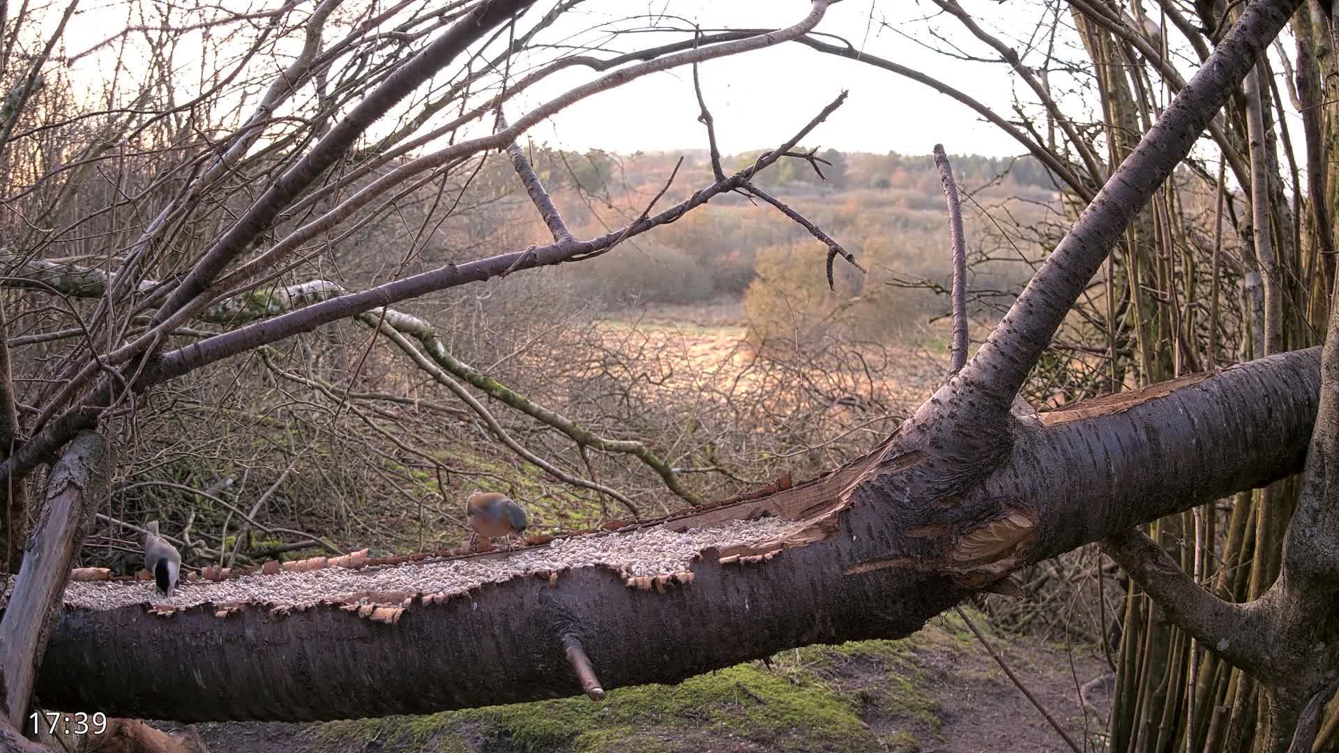 Dronninglund, Birds and Squirrels in the Forest Live Cam - Dronninglund, Bronderslev, Nordjylland(North Denmark), Denmark