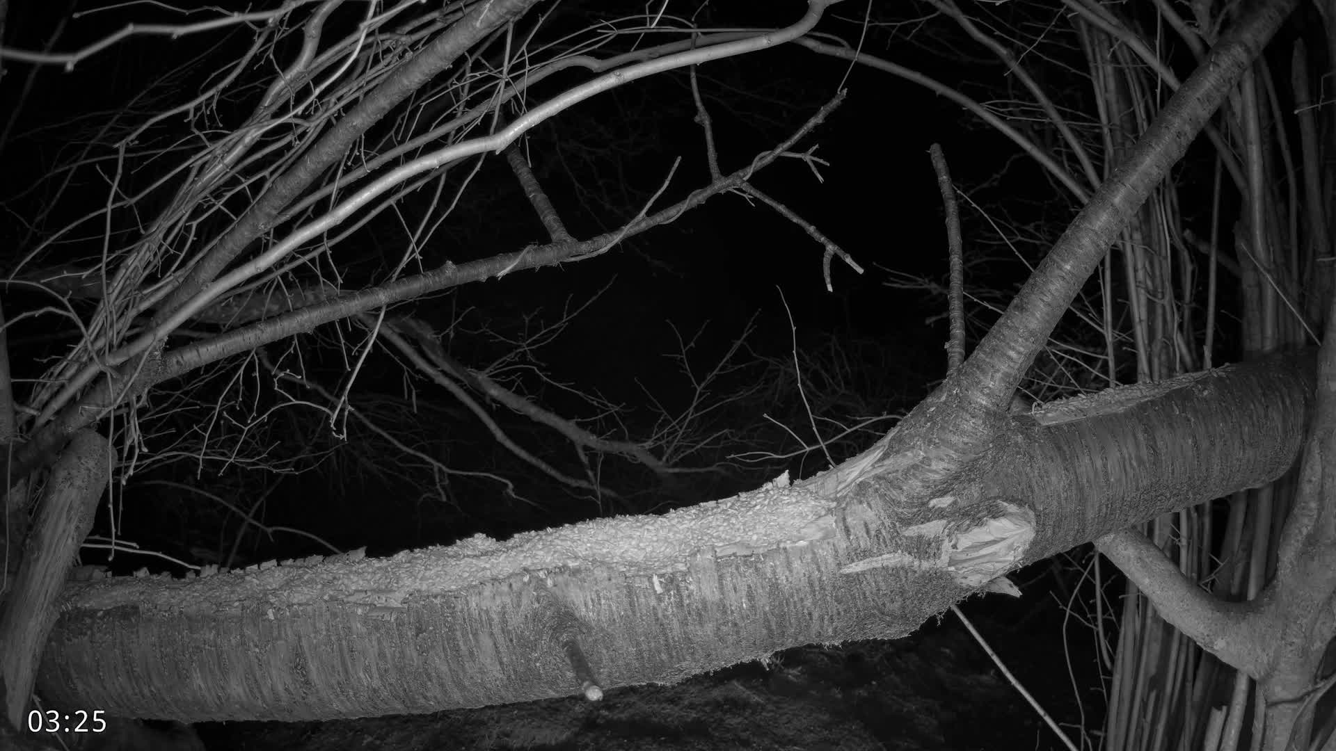 Dronninglund, Birds and Squirrels in the Forest Live Cam - Dronninglund, Bronderslev, Nordjylland(North Denmark), Denmark