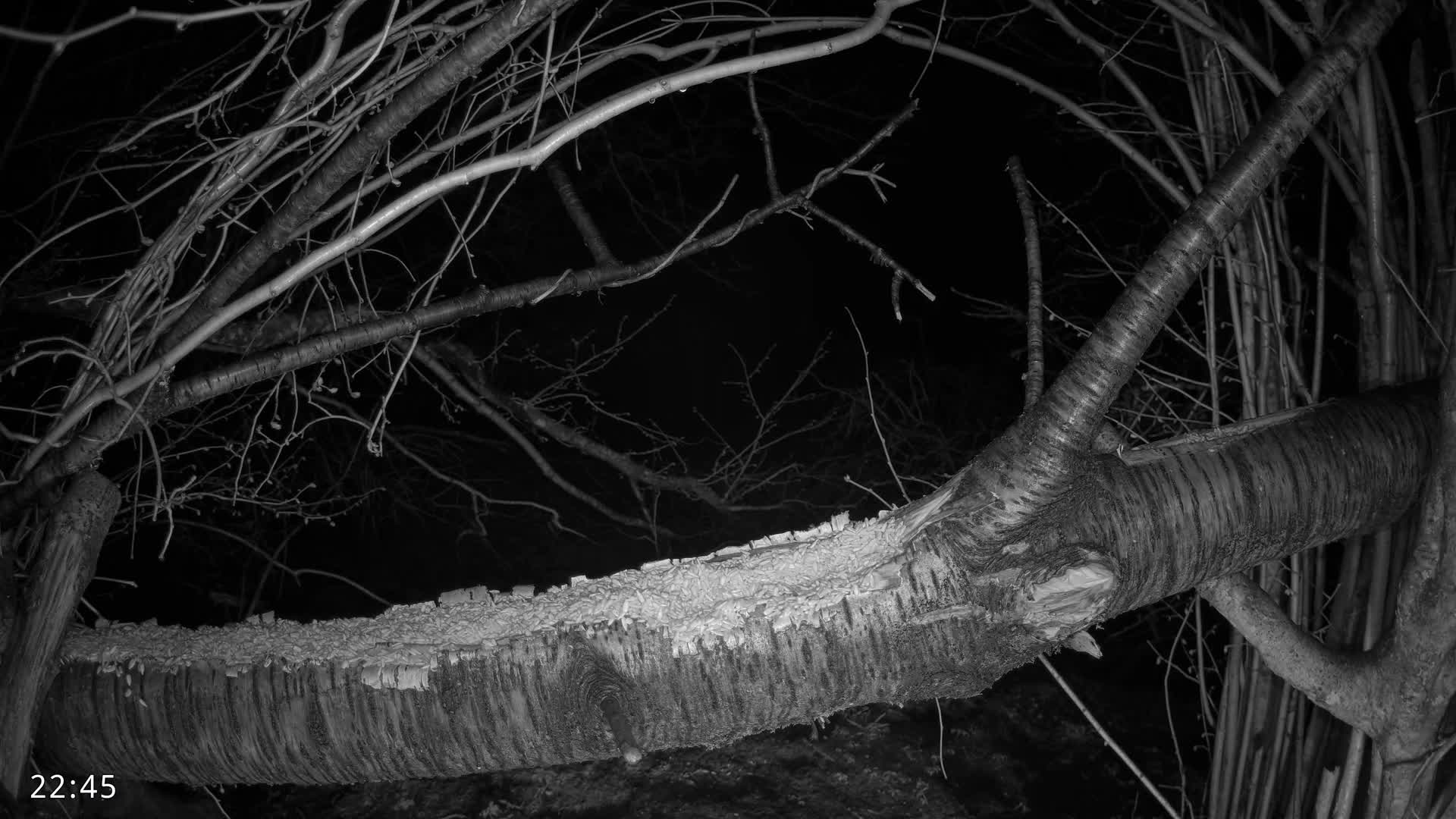 Dronninglund, Birds and Squirrels in the Forest Live Cam - Dronninglund, Bronderslev, Nordjylland(North Denmark), Denmark