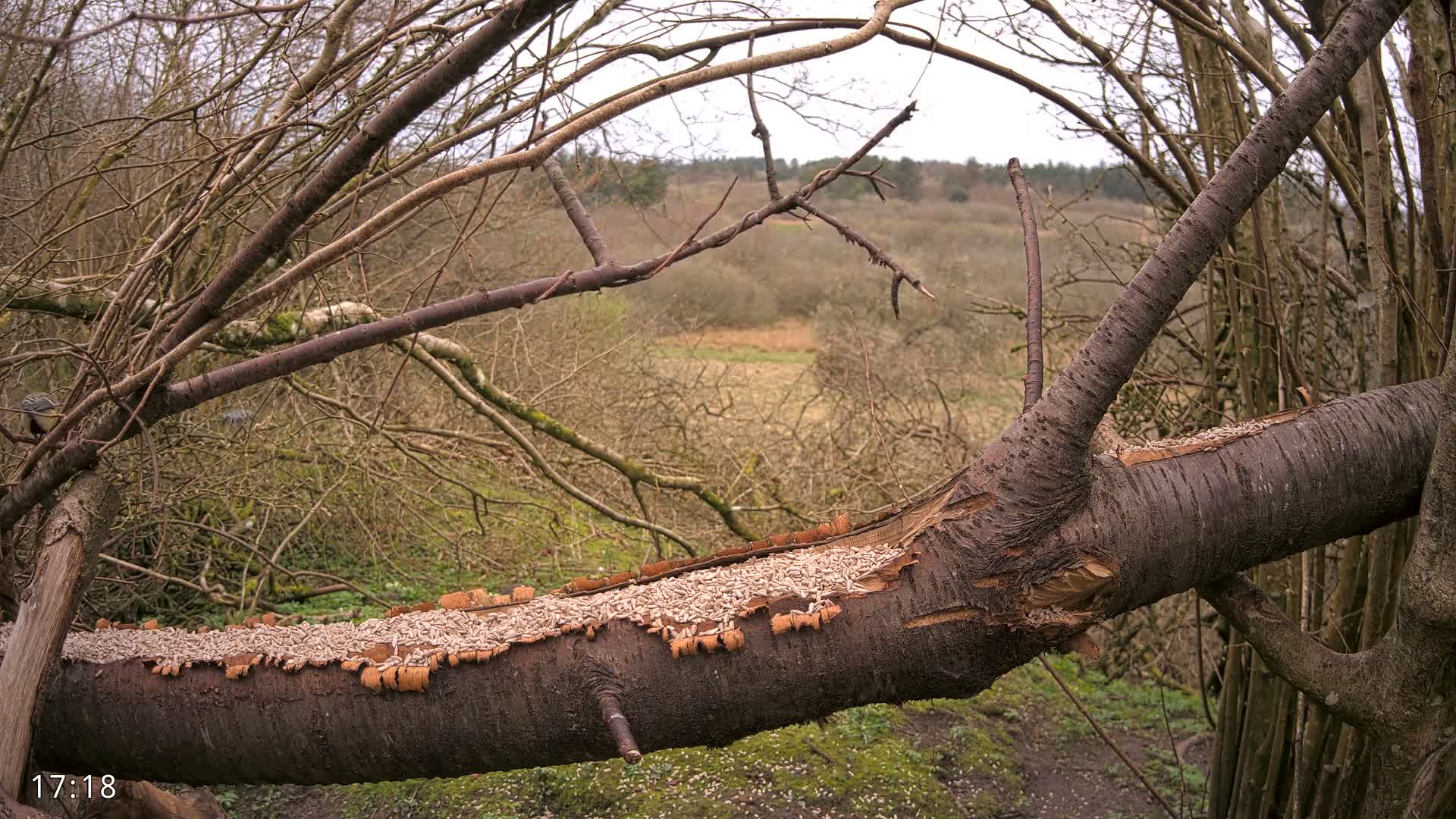 A fluffy red squirrel sits with its back to the viewer on a large decaying log amidst a sparse, autumnal woodland under an overcast sky, with a small bird perched on a branch above and another bird partially visible near the log.