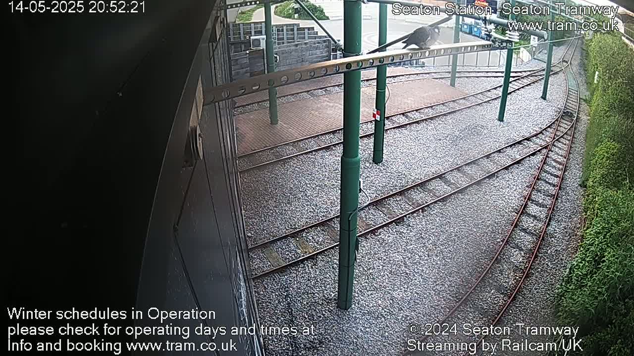 A bird perches on a rail line at a tram station, viewed from an elevated angle at night.