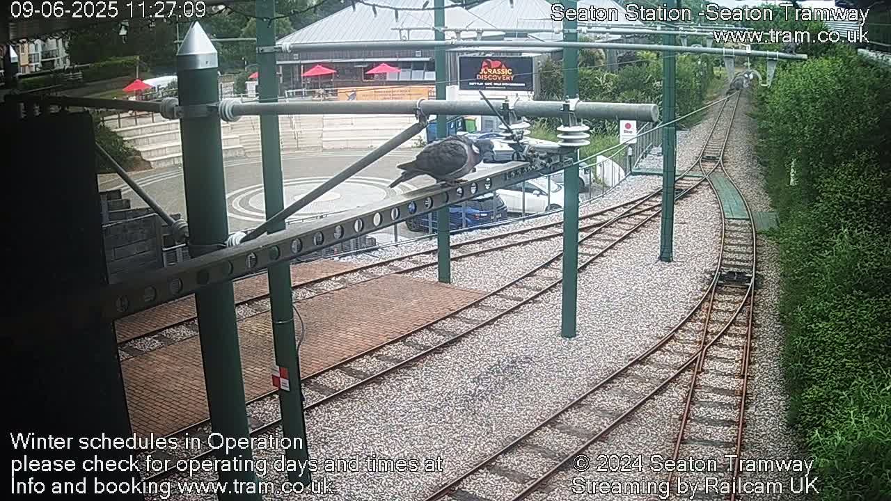 A pigeon perches on a metal structure above a tram track intersection at a station, with cars parked nearby and lush green vegetation bordering the scene.