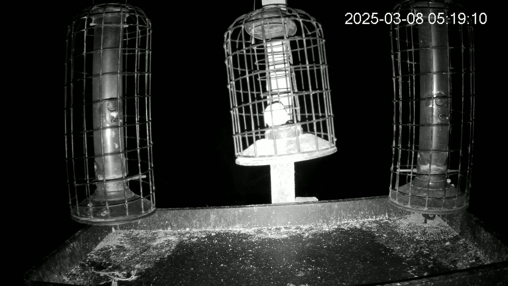 Three caged bird feeders with a scattering of seed on a tray beneath them are visible at night.