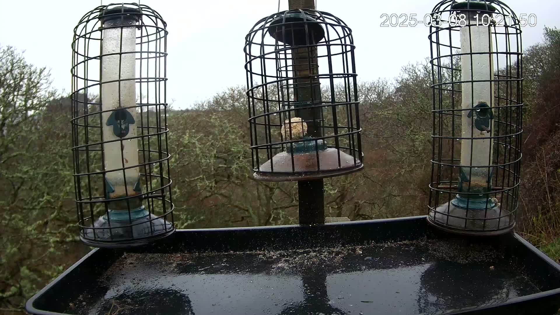 Three bird feeders with protective cages hang over a wet tray, all set against a backdrop of rain-misted trees.