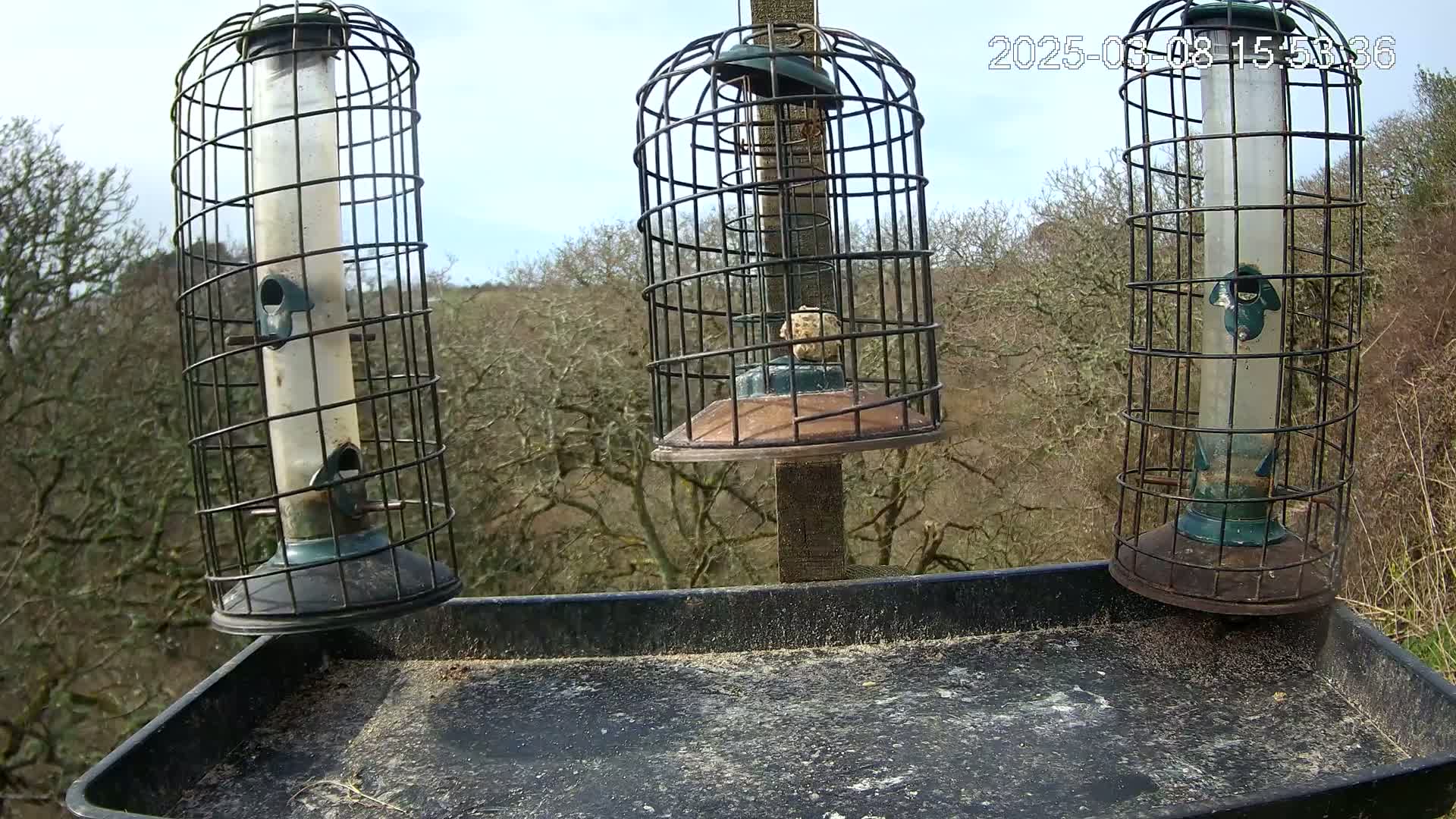 Three cylindrical bird feeders in wire cages are mounted on a post above a tray on a sunny day, with leafless trees in the background.