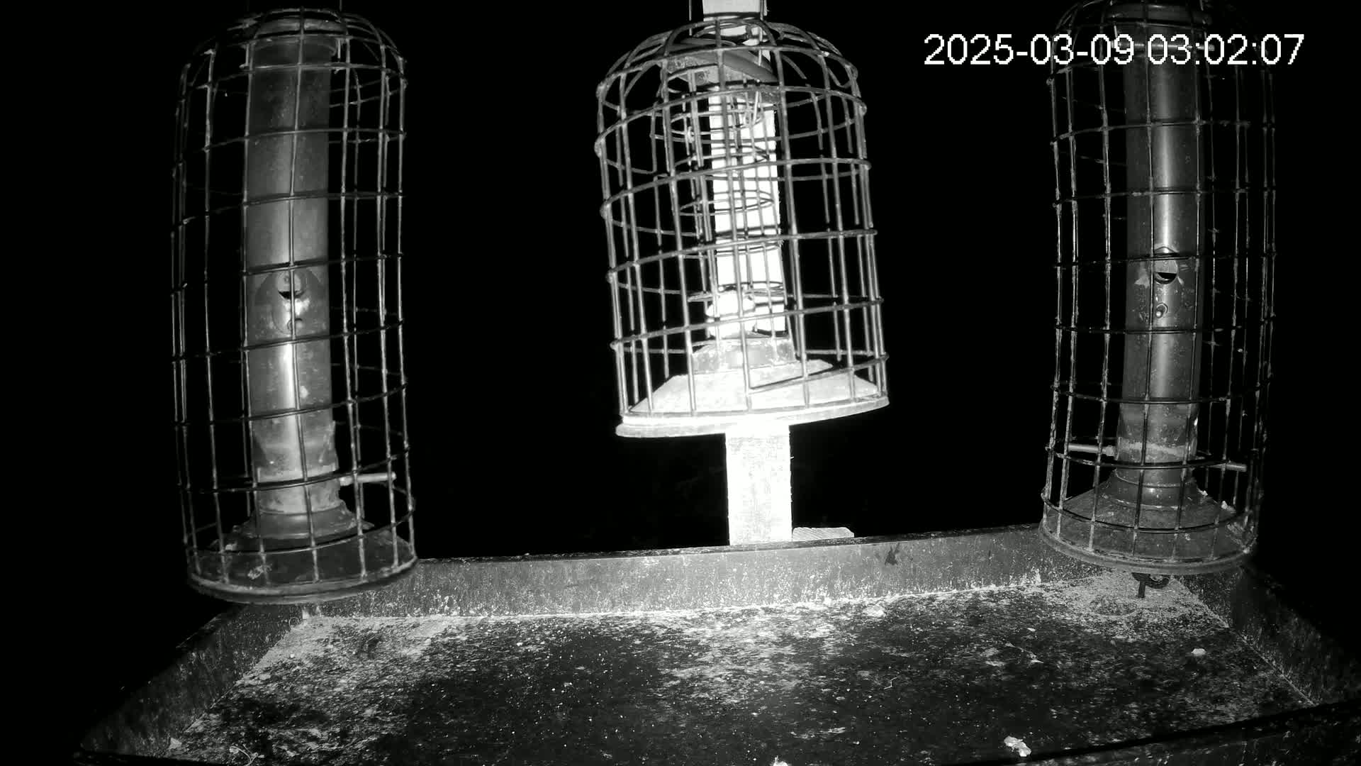 Three caged bird feeders sit on a tray at night.