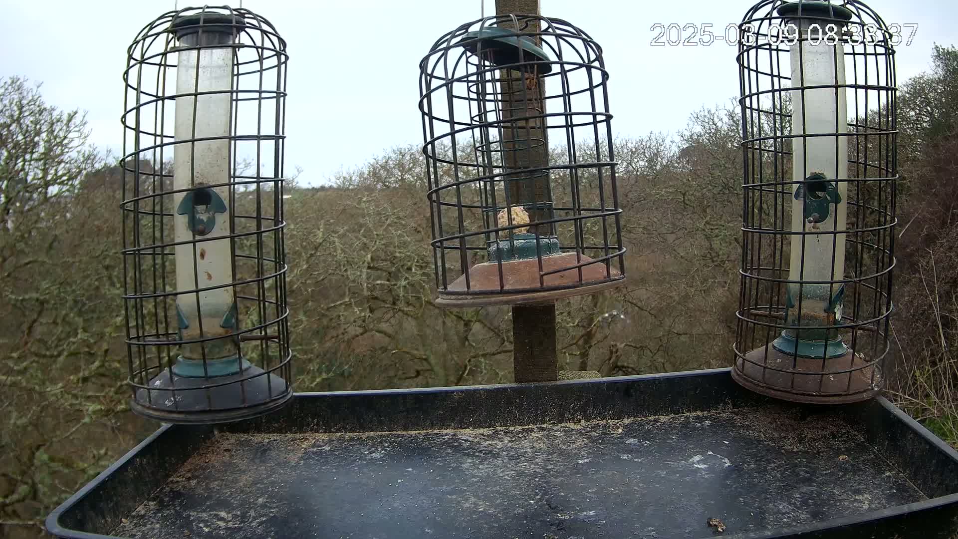 Three caged bird feeders hang from a post above a tray on an overcast day, with bare trees visible in the background.