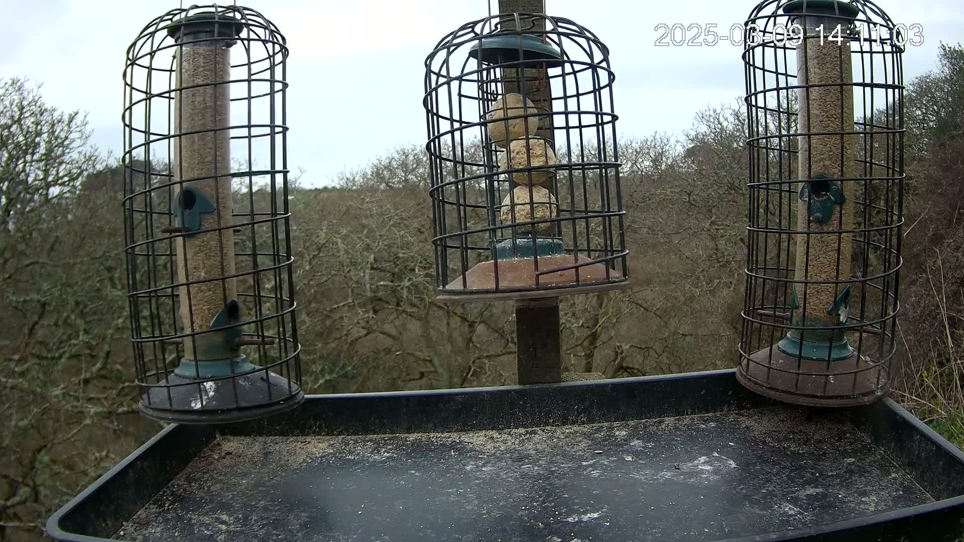 Three caged bird feeders, one containing suet balls, sit atop a tray on a post in front of a background of leafless trees under an overcast sky.