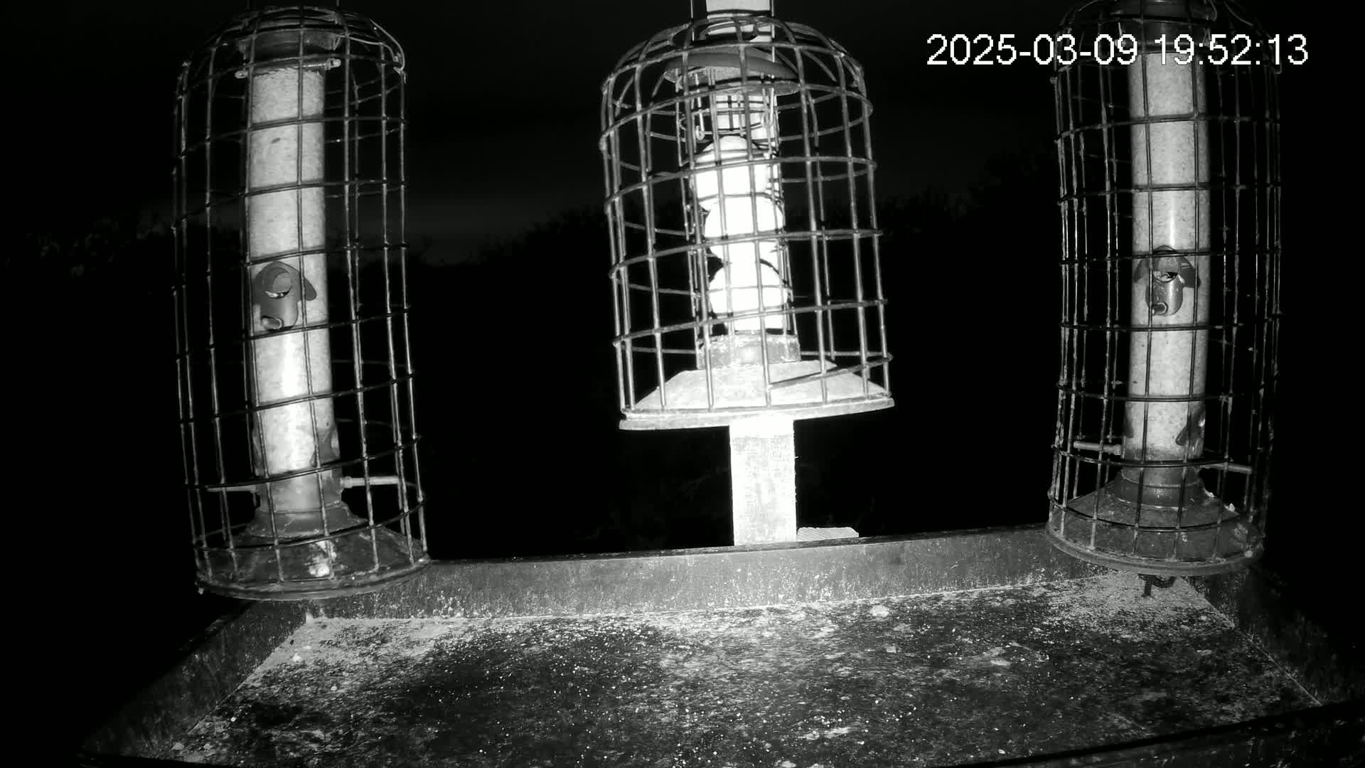 Three caged bird feeders, one of which contains round food items, sit on a flat surface at night.