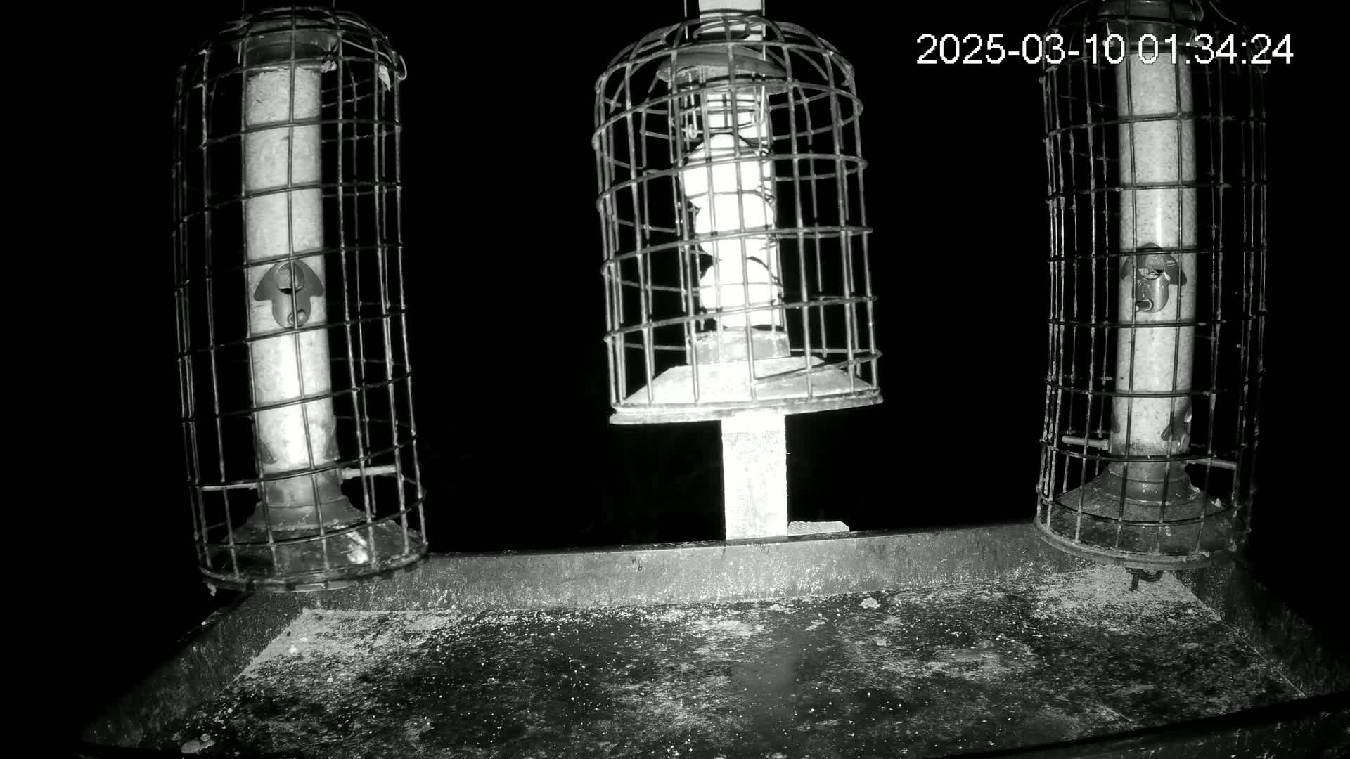 Three caged bird feeders with scattered seed on a tray below, at night.