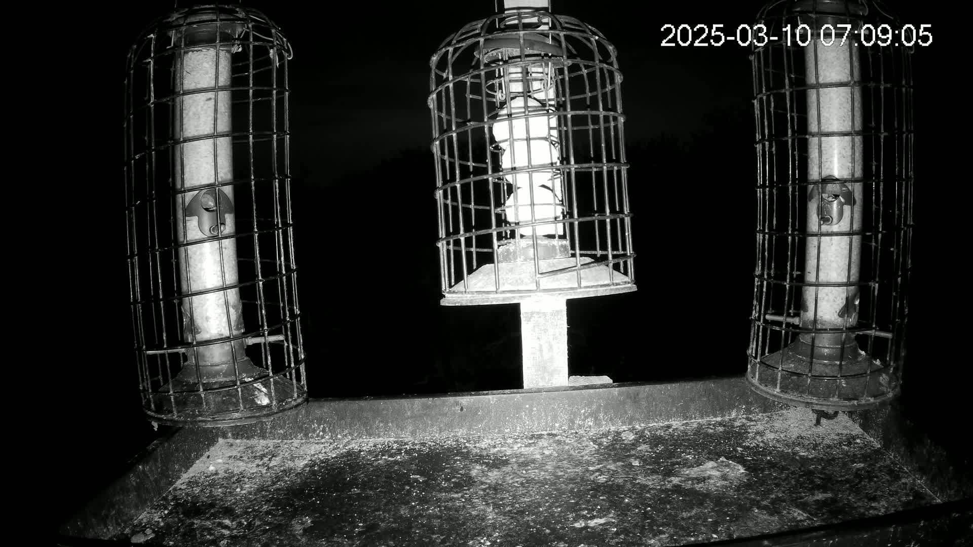 Three caged bird feeders sit on a tray at night under a dark sky.