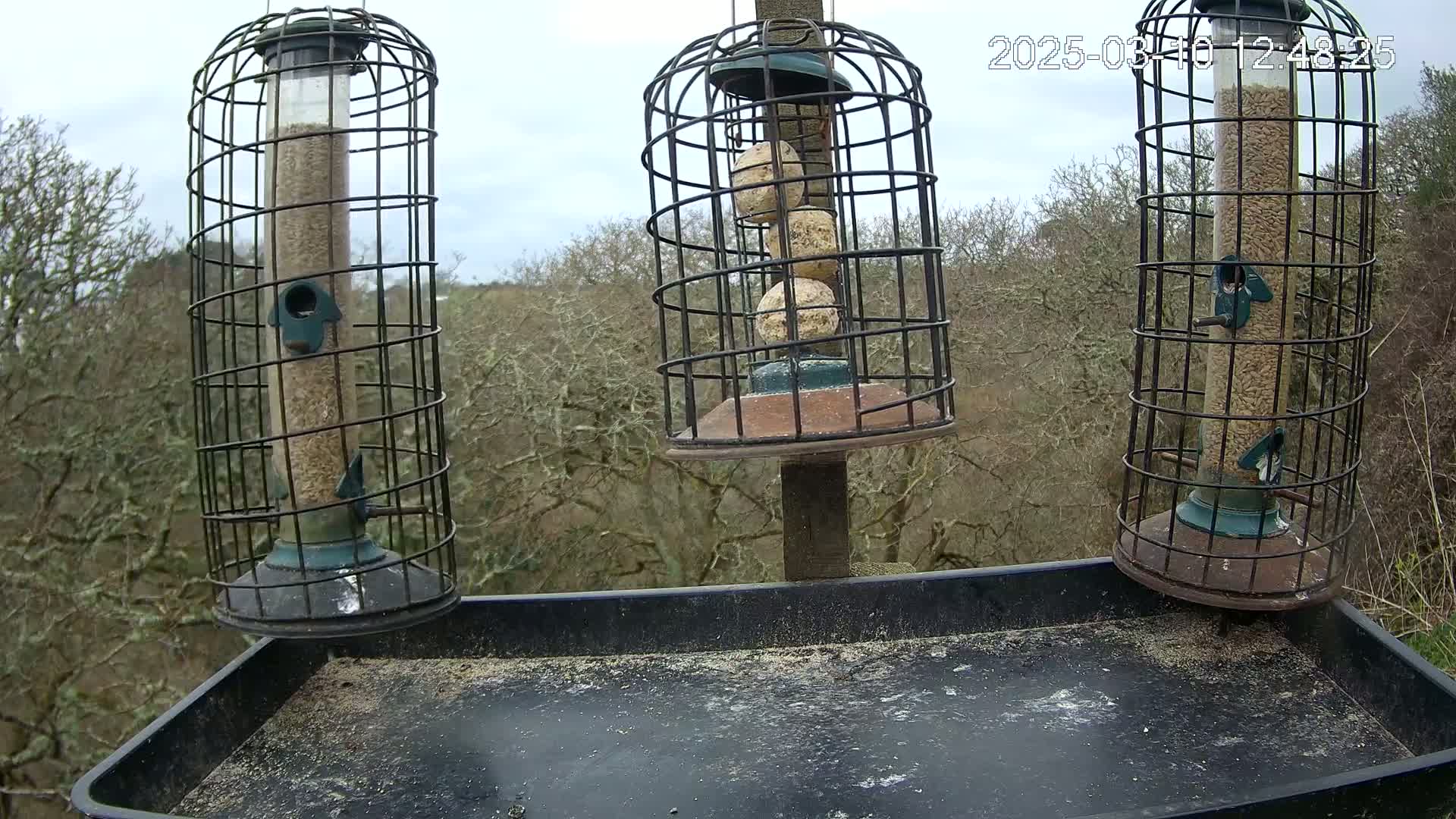 Three bird feeders, two filled with seeds and one with suet balls, are mounted on a post above a tray scattered with seed debris, all set against a backdrop of leafless trees under a cloudy sky.
