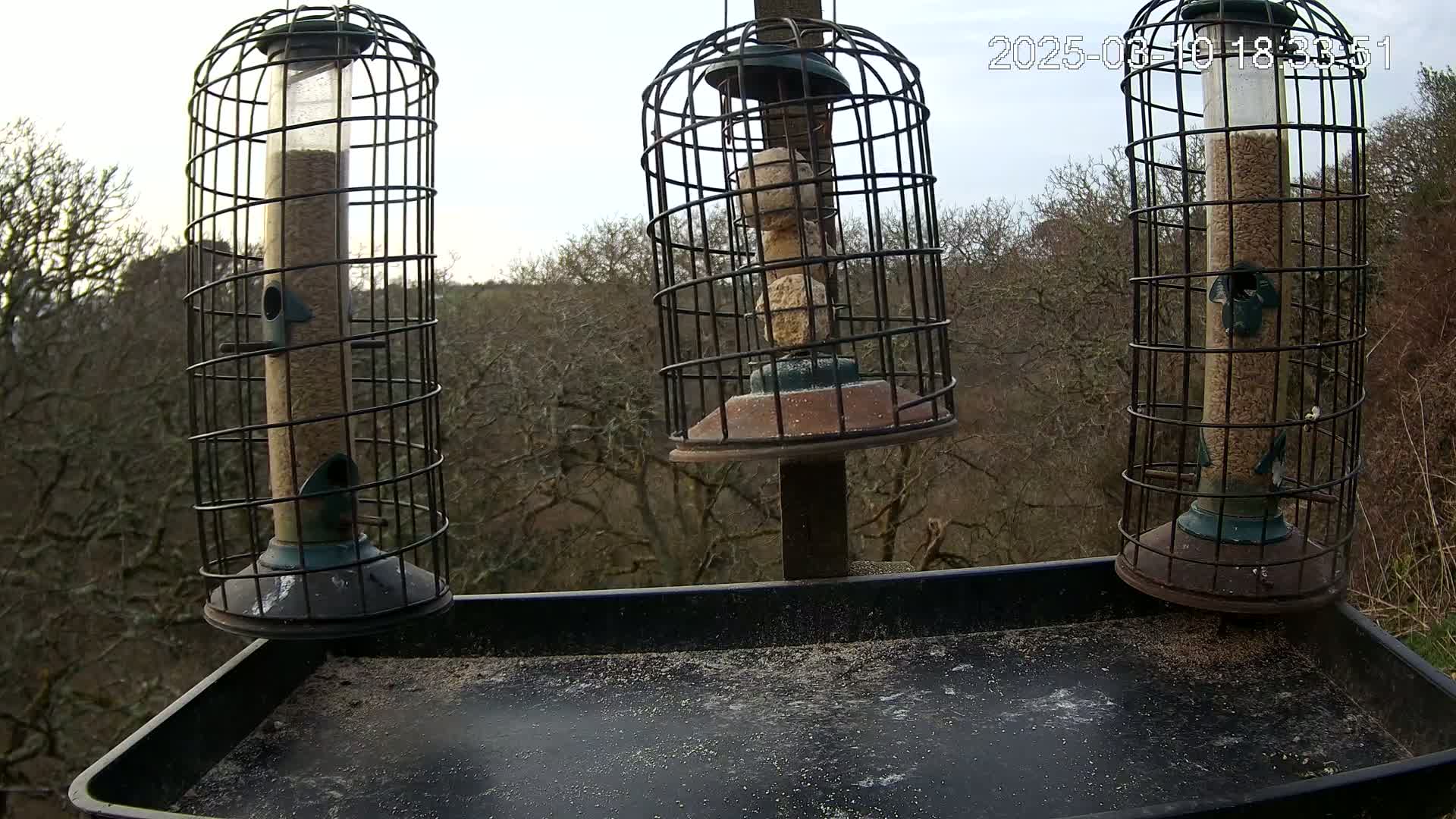 Three caged bird feeders, filled with seeds and suet balls, sit on a tray atop a post overlooking a woodland under a cloudy sky.