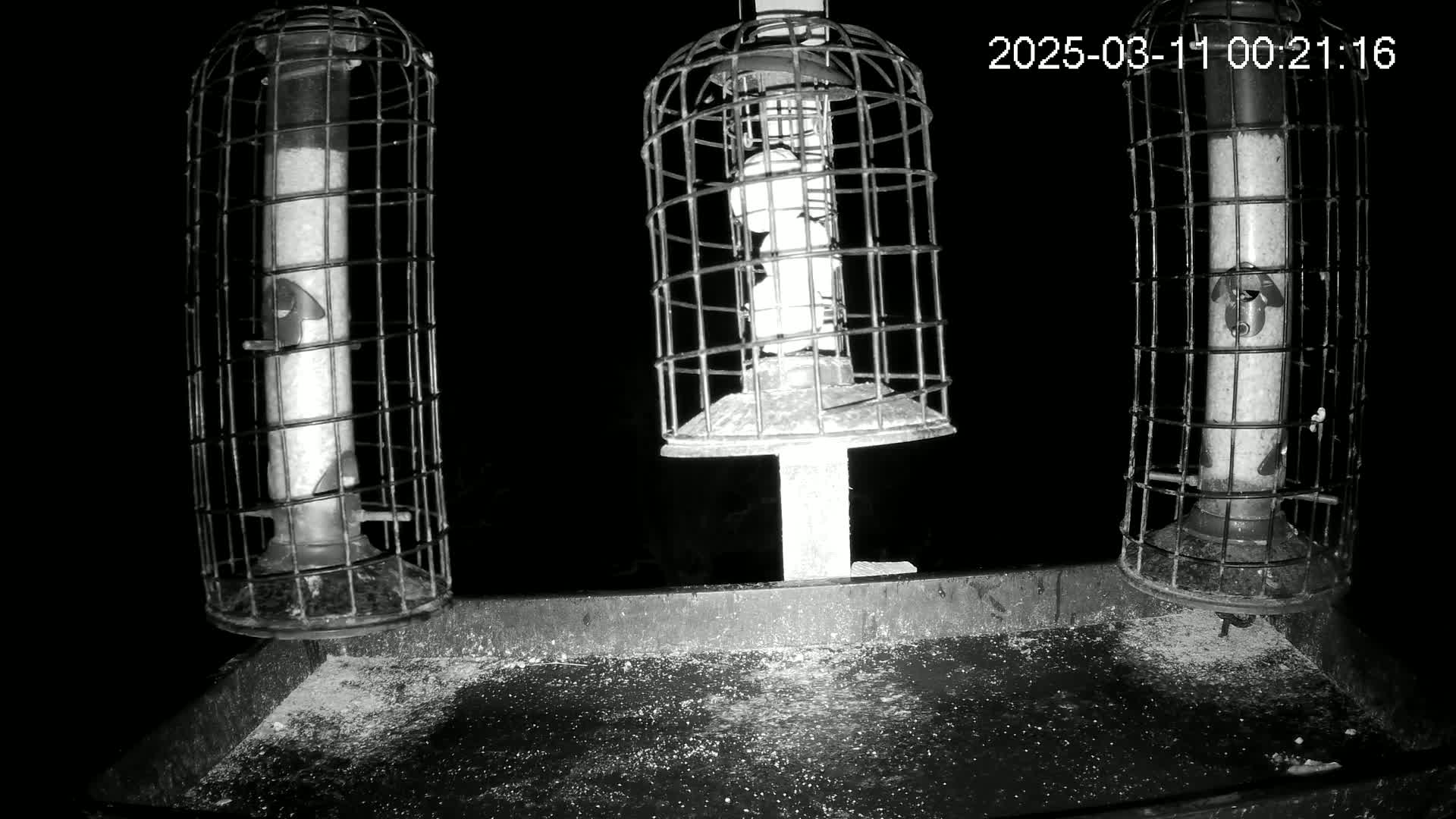 Three caged bird feeders sit on a tray at night, surrounded by scattered birdseed.
