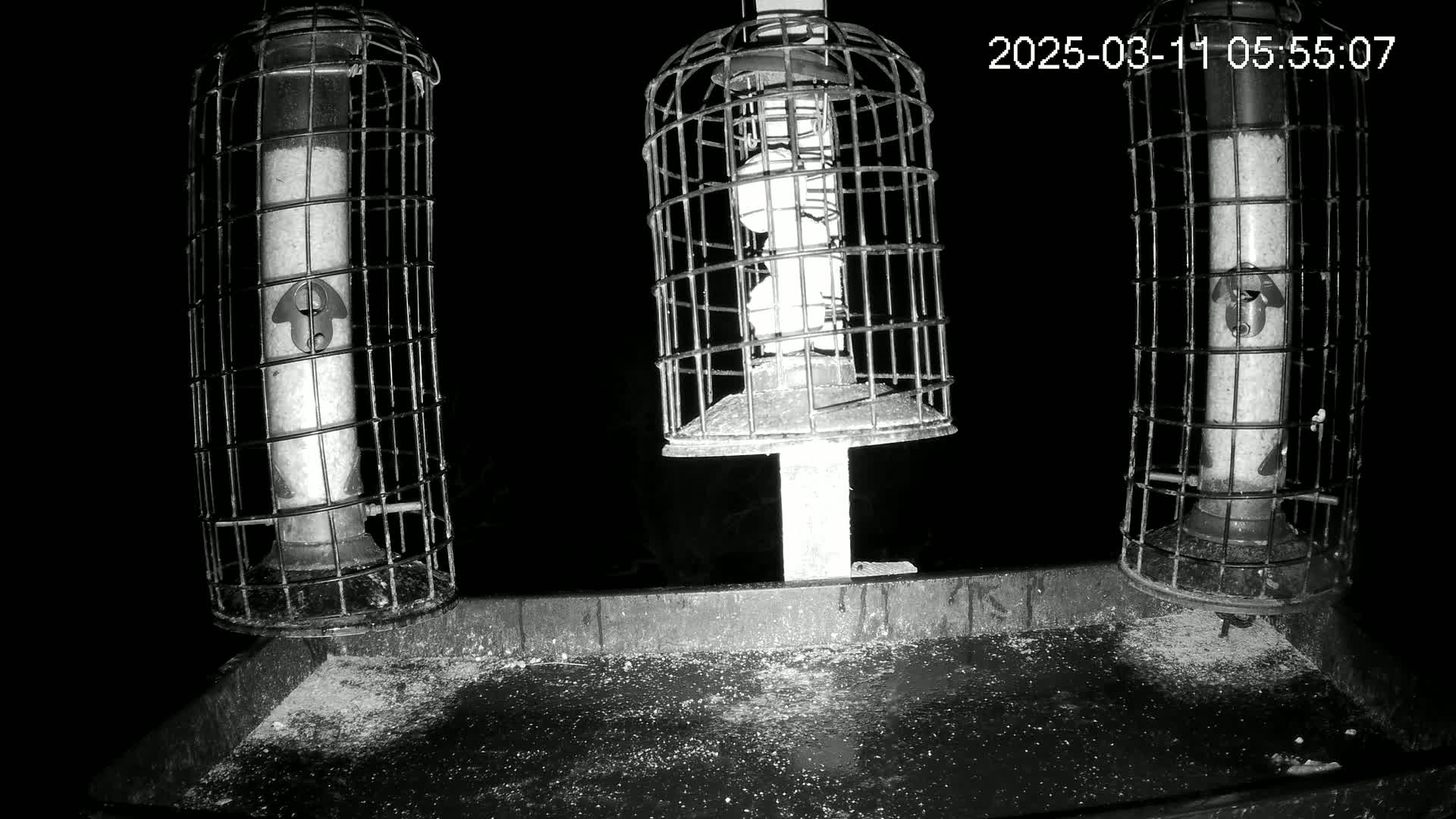 Three caged bird feeders, filled with seed, sit on a tray at night.