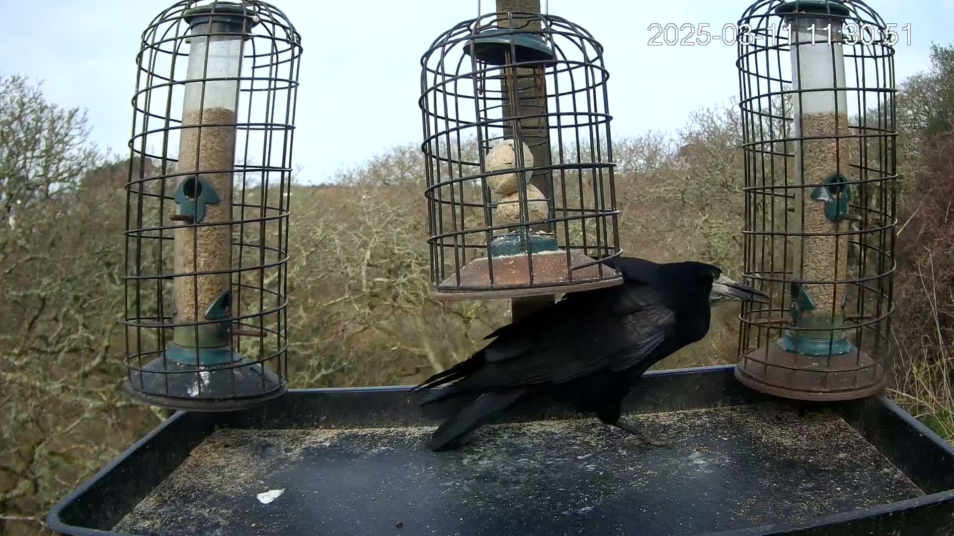 A black crow stands on a tray beneath three caged bird feeders outdoors on a cloudy day.