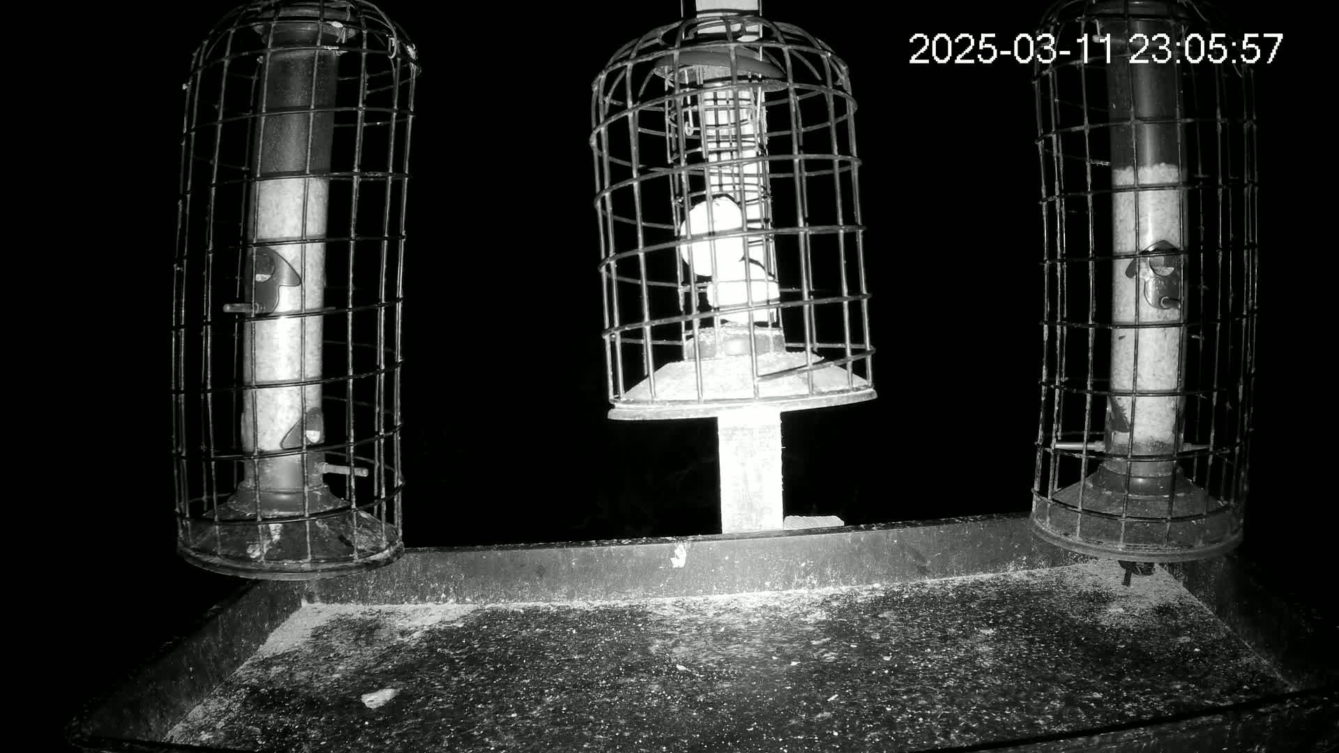 Three caged bird feeders sit on a tray at night.