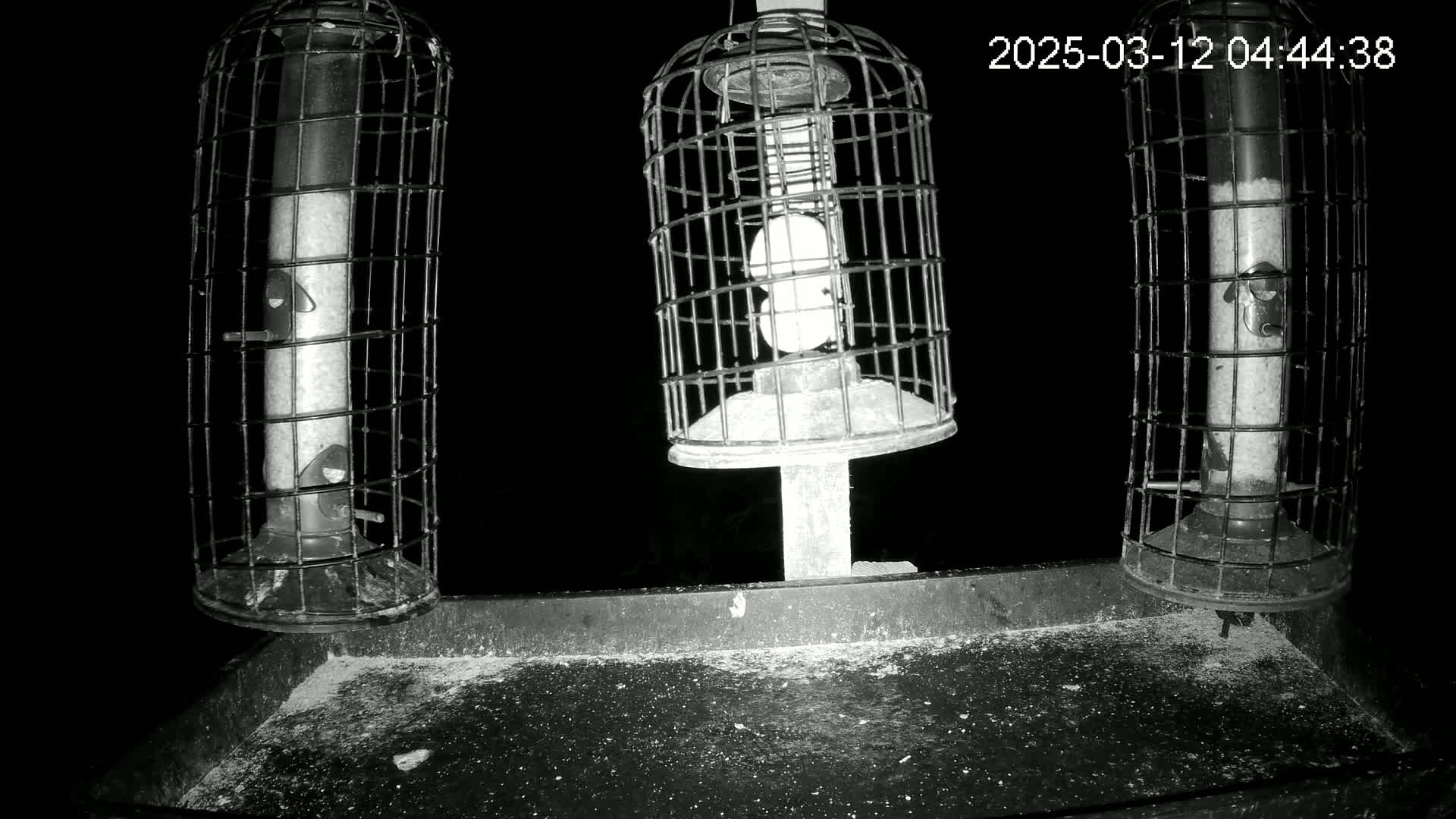 Three caged bird feeders, one of which is a larger, cylindrical cage, sit on a tray at night.