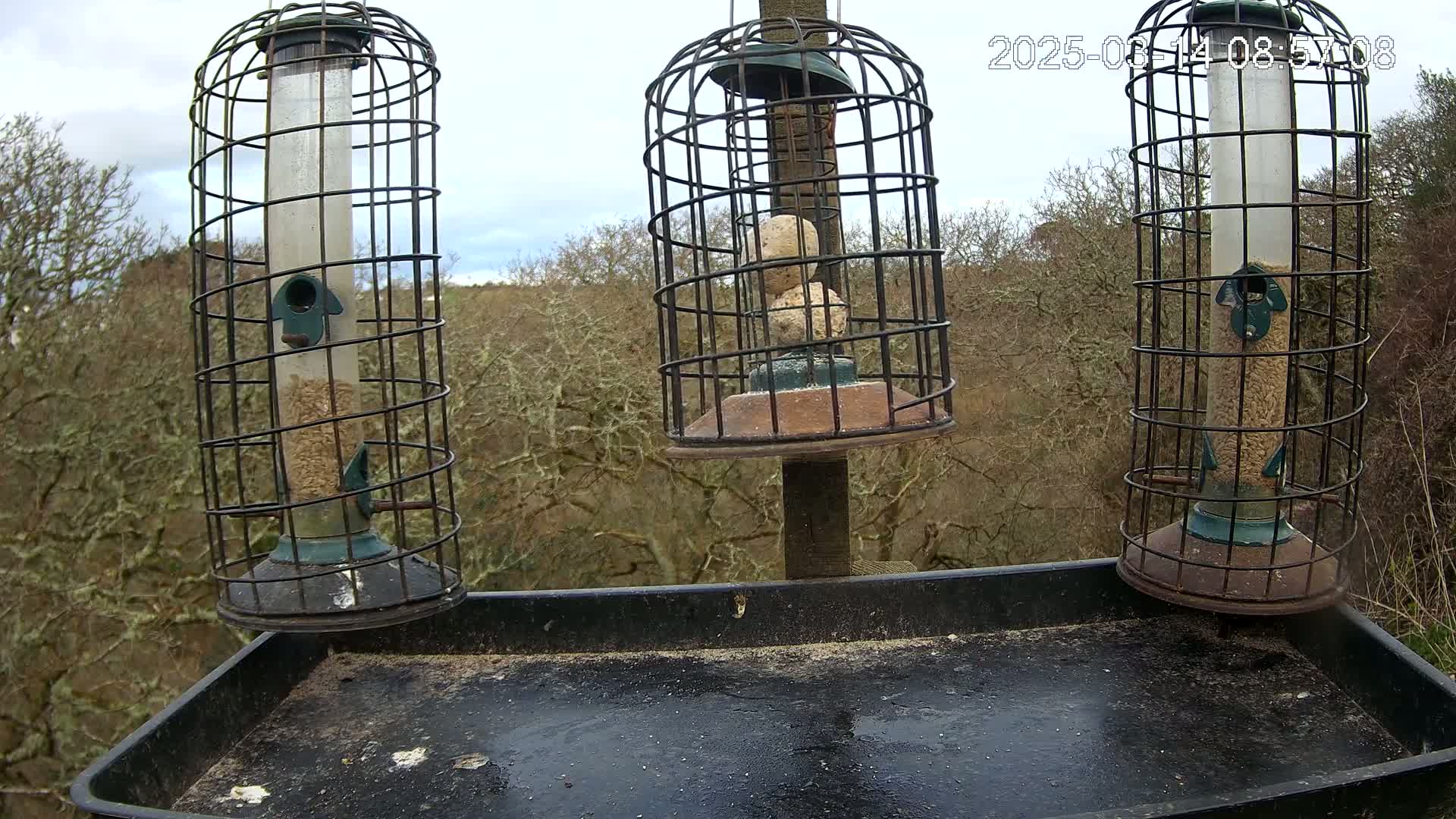 Three caged bird feeders, two filled with seed and one with suet balls, sit on a tray against a backdrop of leafless trees under a cloudy sky.