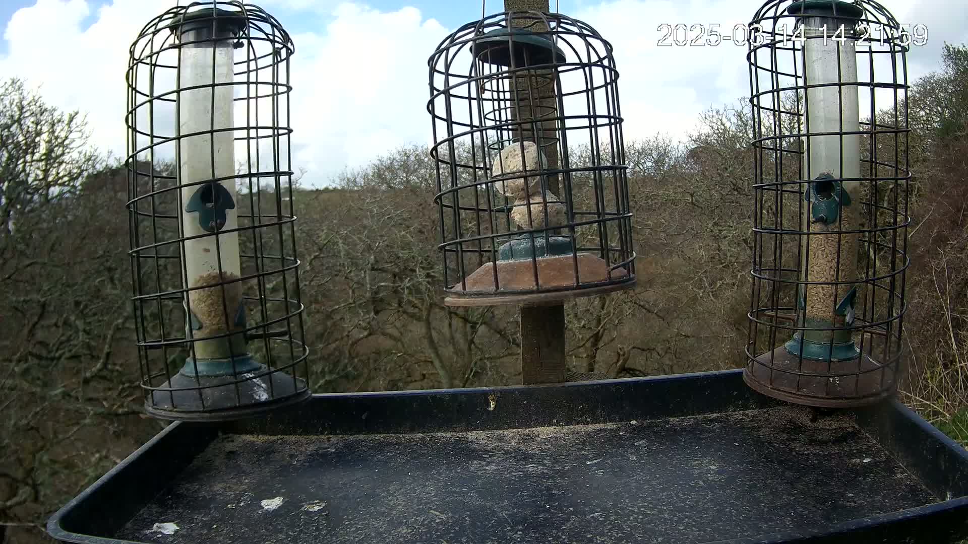 Three bird feeders, two cylindrical and one containing suet balls, sit on a tray against a backdrop of bare trees under a partly cloudy sky.