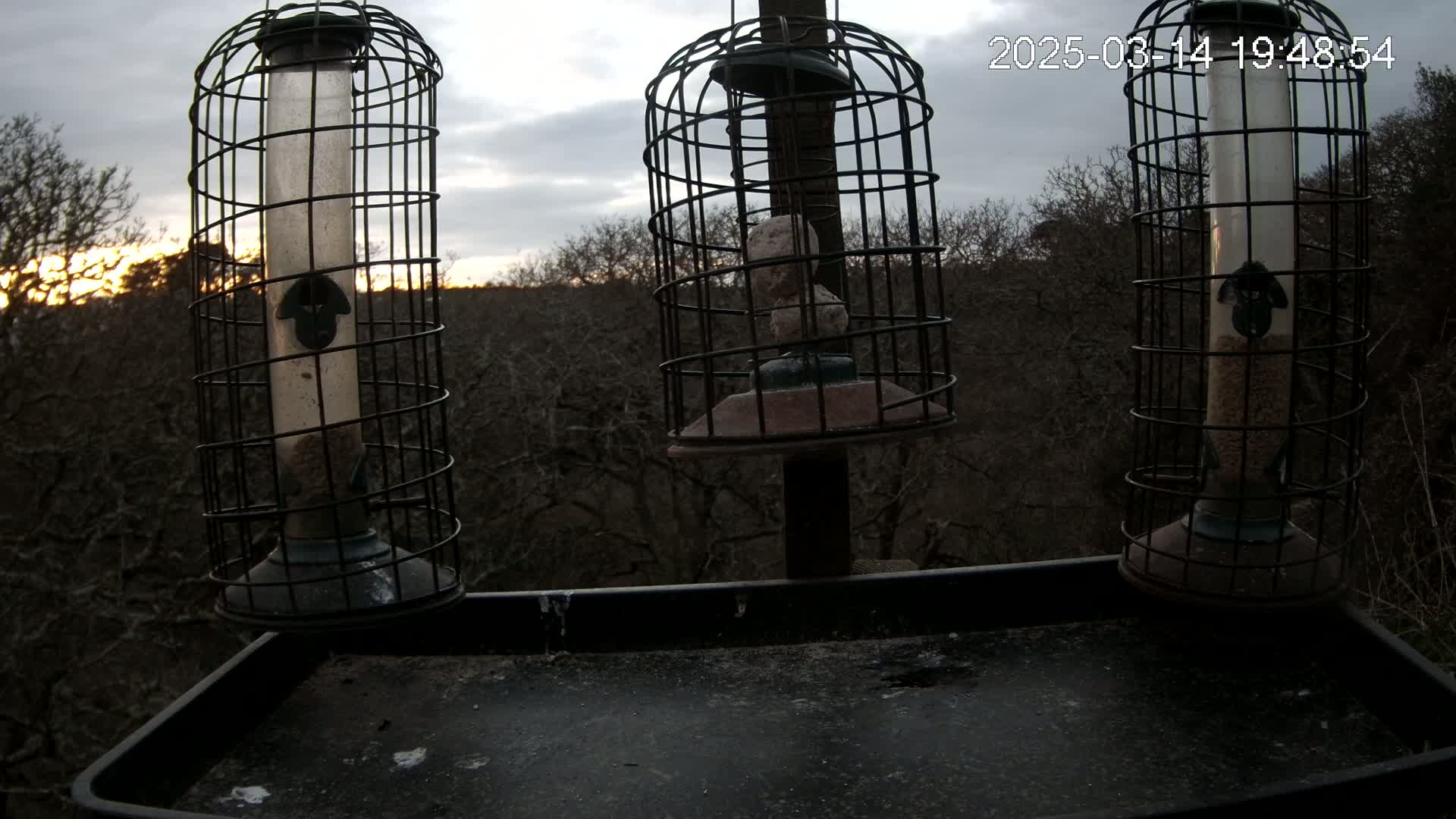 Three caged bird feeders, filled with seed, hang over a dark tray against a backdrop of bare trees under a cloudy twilight sky.