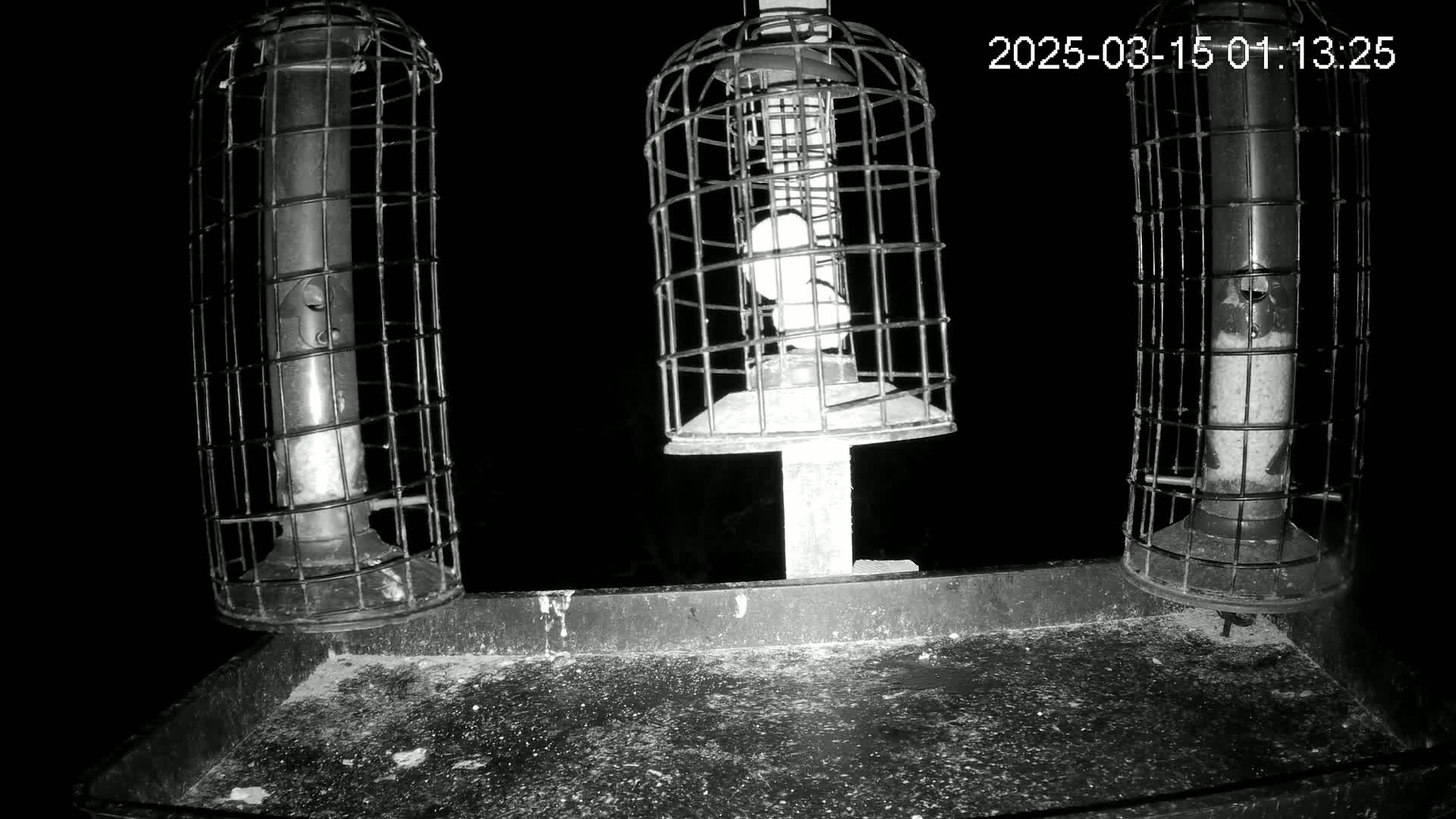 Three caged bird feeders are mounted on a dark tray at night.