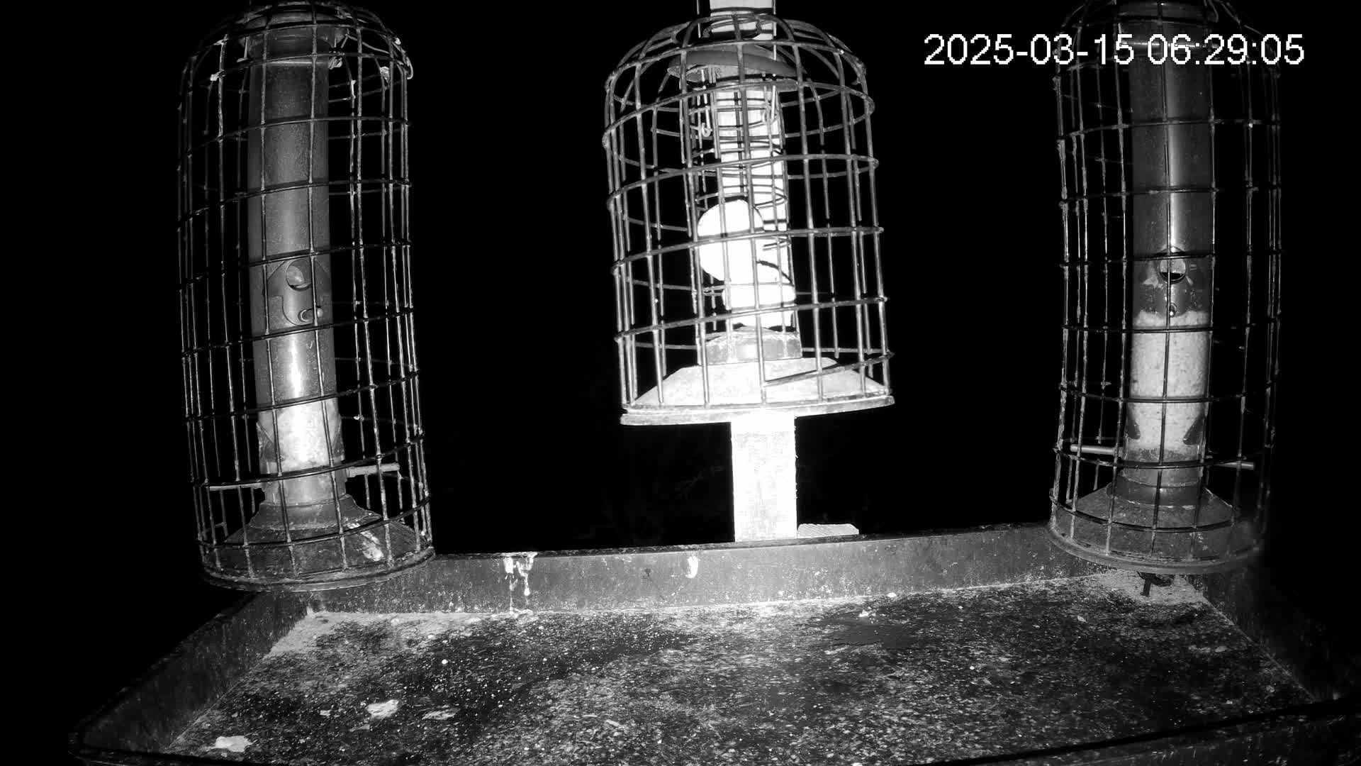 Three caged bird feeders sit on a tray at night.