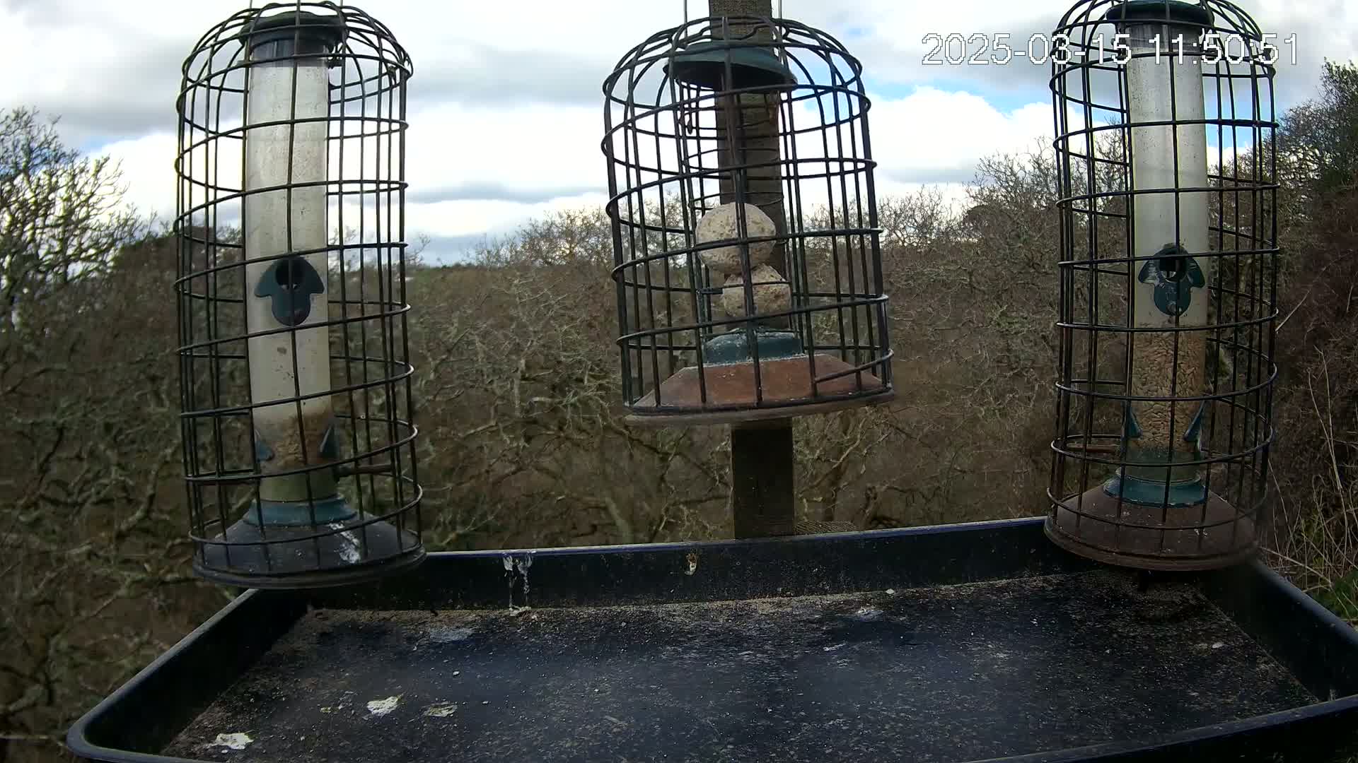 Three caged bird feeders filled with seed and suet hang from a post above a dark tray, against a background of bare winter trees under a partly cloudy sky.