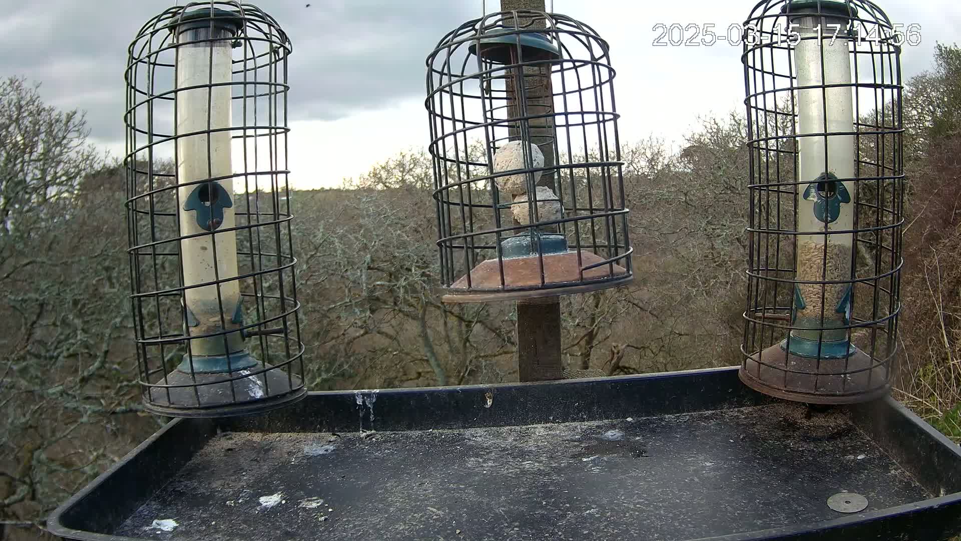 Three bird feeders, two filled with seeds and one with suet balls, are mounted on a tray outside under a cloudy sky.