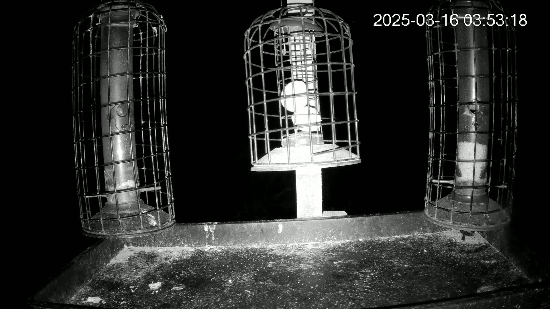 Three caged bird feeders sit on a tray at night.