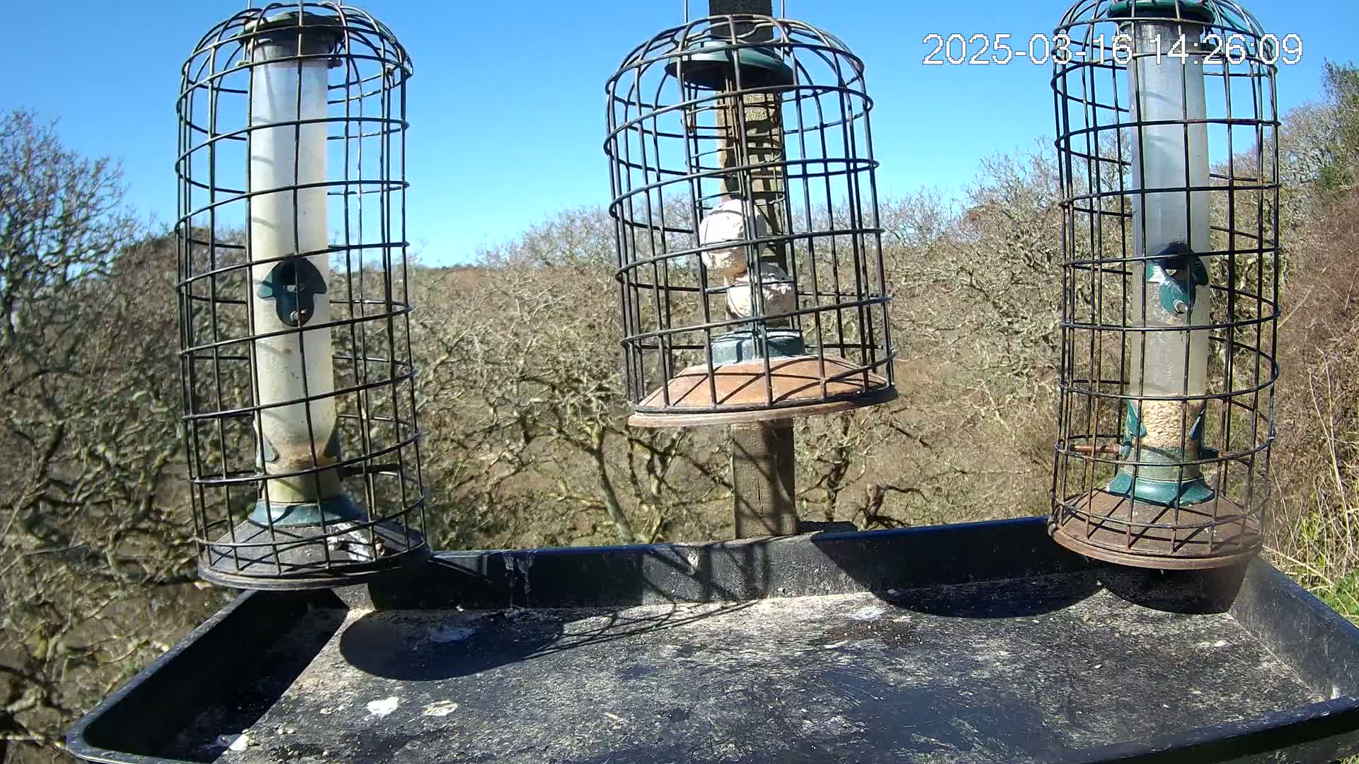 Three caged bird feeders, two containing seed and one containing suet balls, are mounted on a post above a tray, all situated outdoors on a sunny day in front of a background of leafless trees.