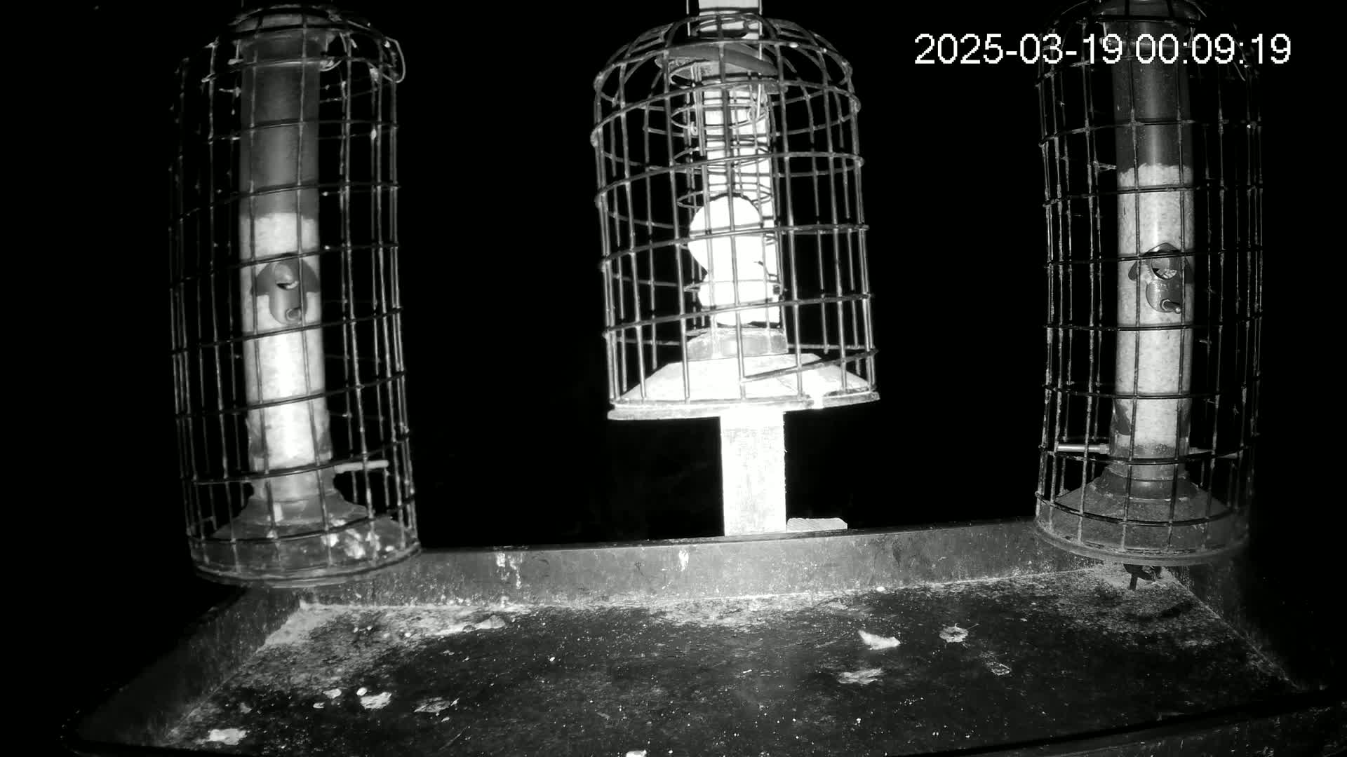 Three caged bird feeders sit on a tray at night.