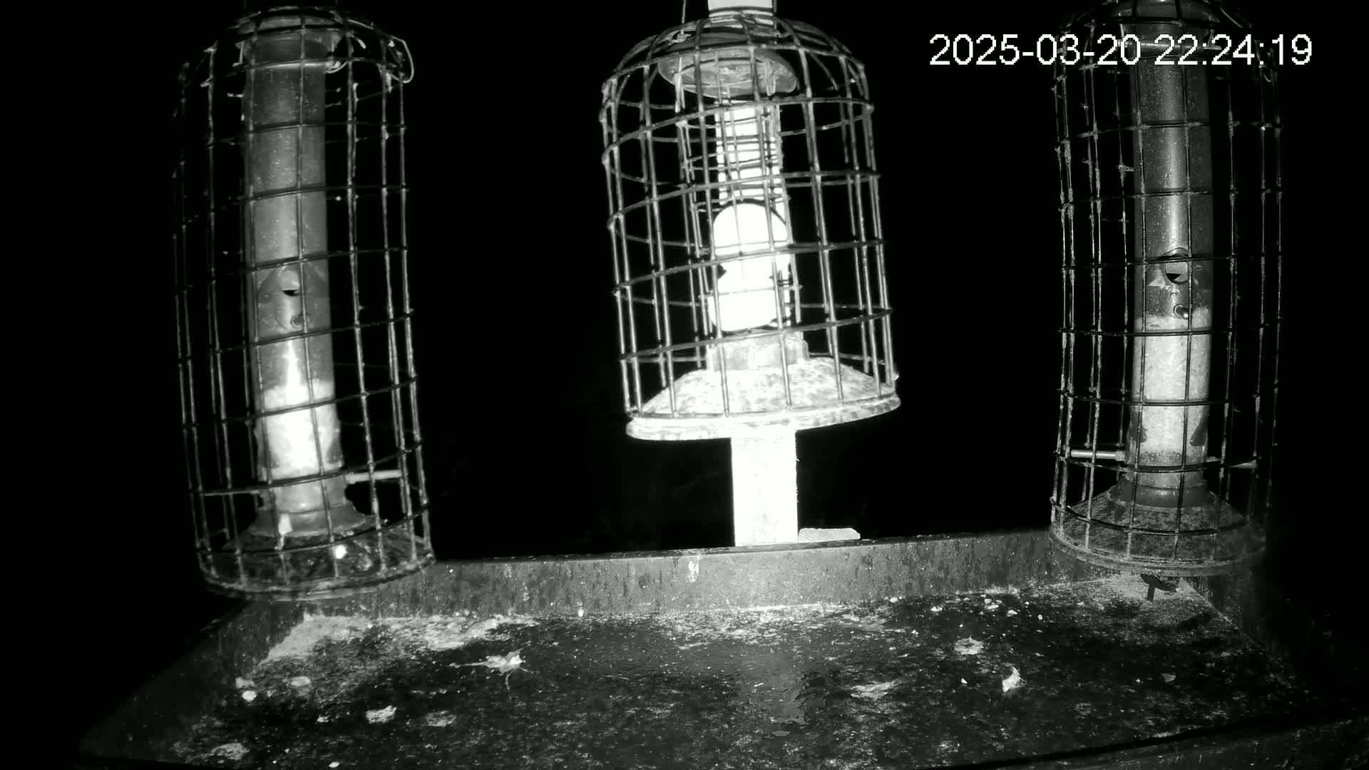Three caged bird feeders sit on a tray at night.