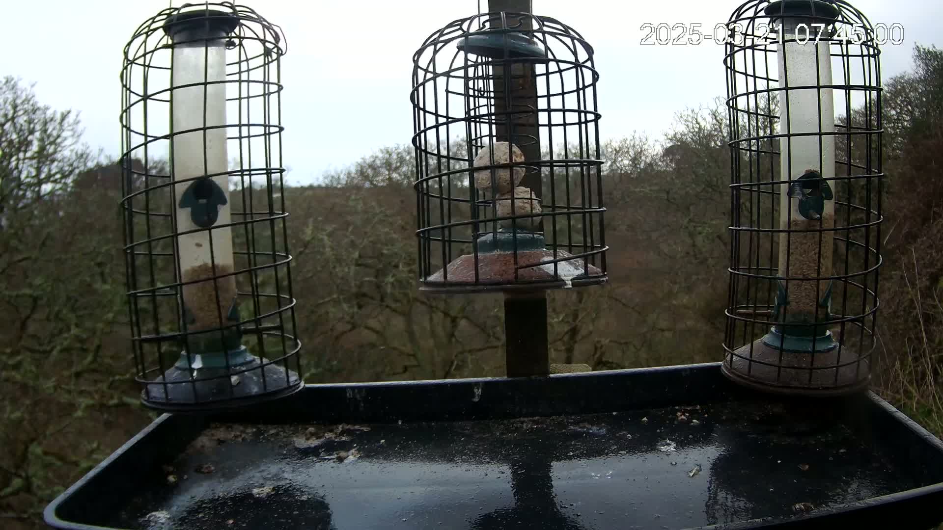 Three caged bird feeders, one containing suet balls, sit on a tray with scattered birdseed and water droplets, all in front of a background of bare winter trees under an overcast sky.