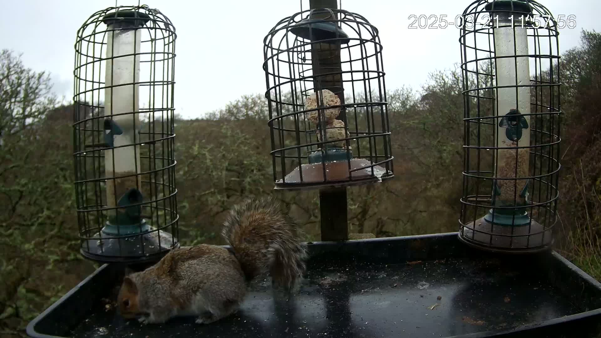 A gray squirrel eats from a tray below three caged bird feeders in overcast weather.