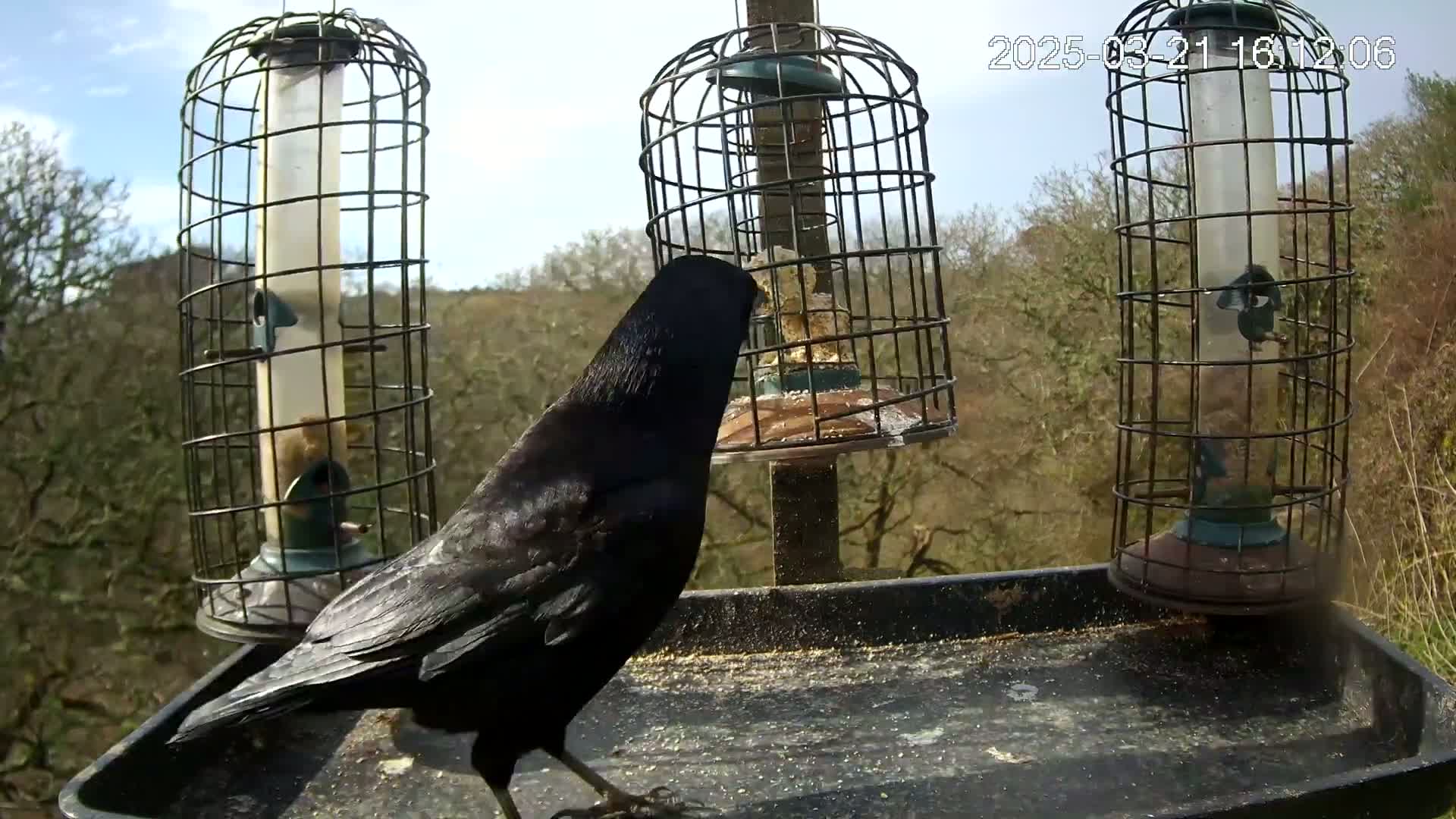 A black bird is at a bird feeder on a sunny day with a background of leafless trees.