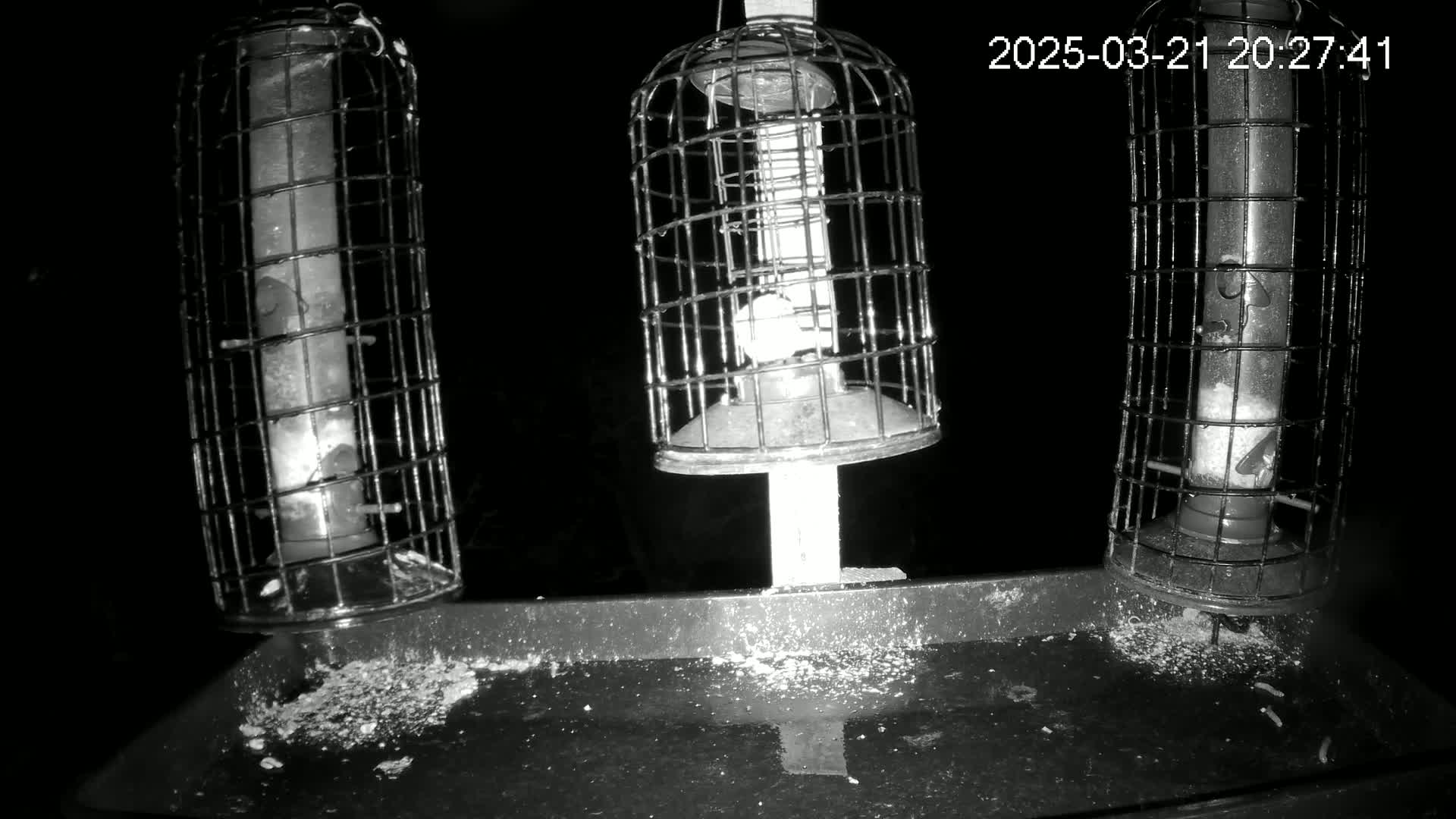 Three bird feeders with protective cages hang from a post above a tray scattered with birdseed at night.