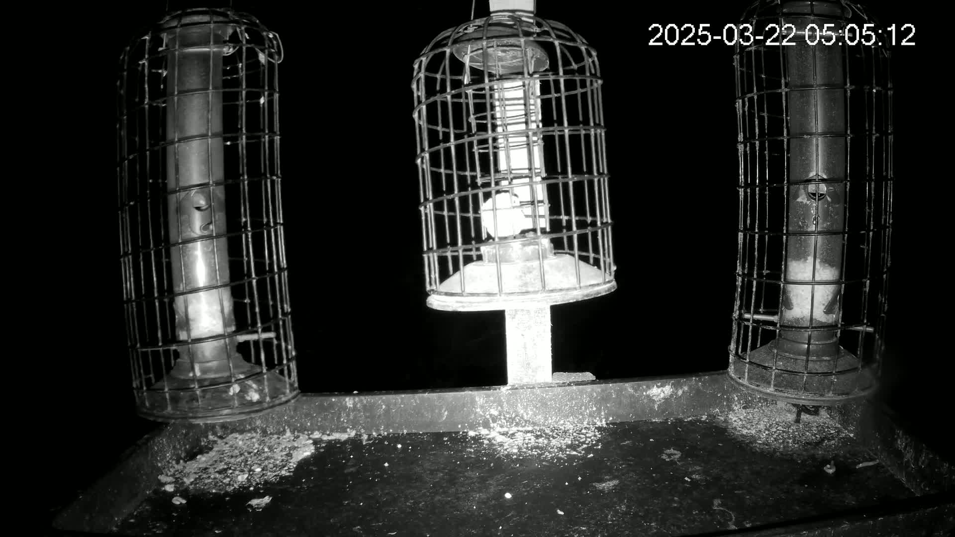 Three caged bird feeders hang above a tray containing scattered birdseed at night.