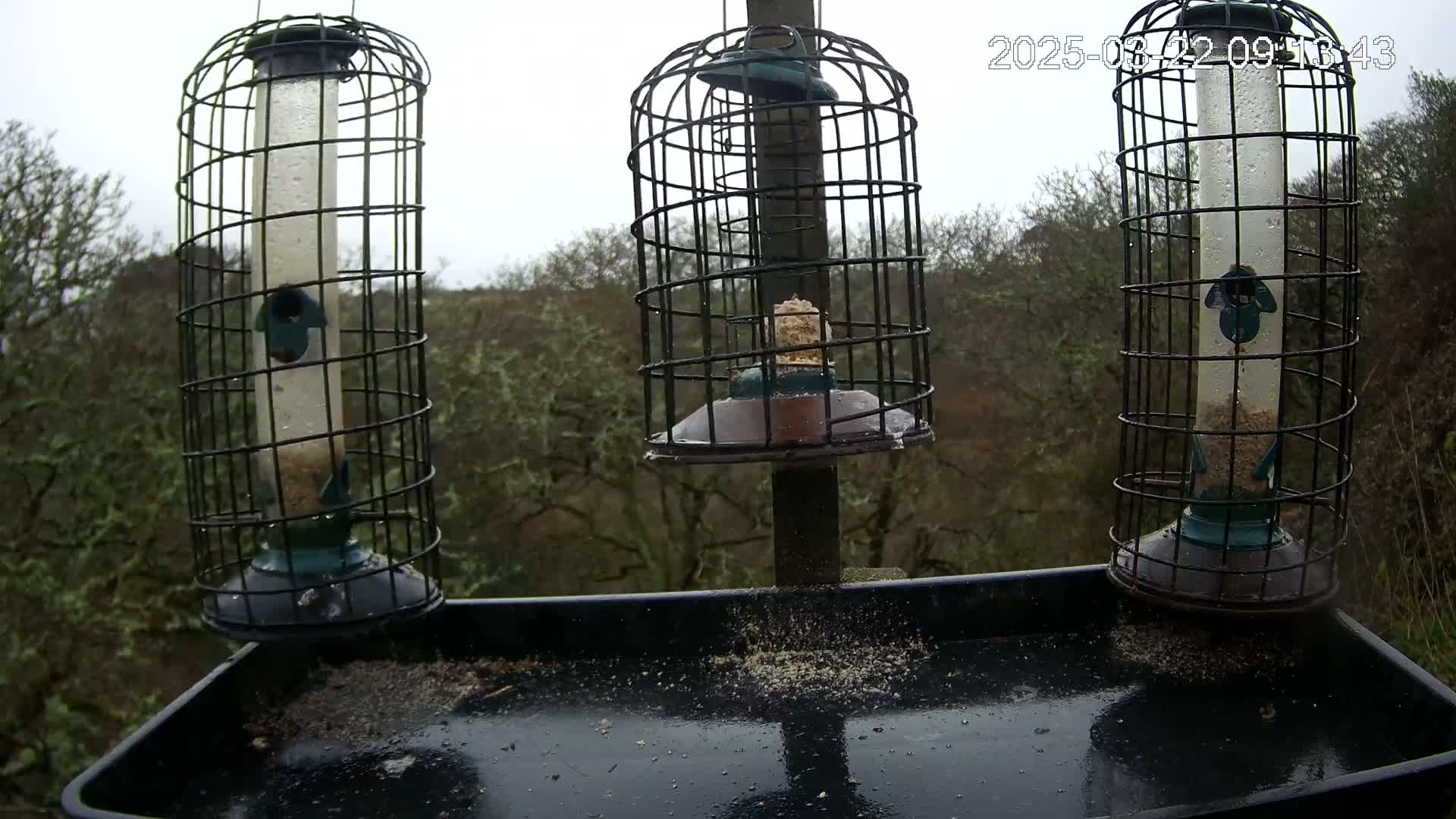 Three caged bird feeders filled with seed sit on a tray in front of a background of leafless trees under an overcast sky.