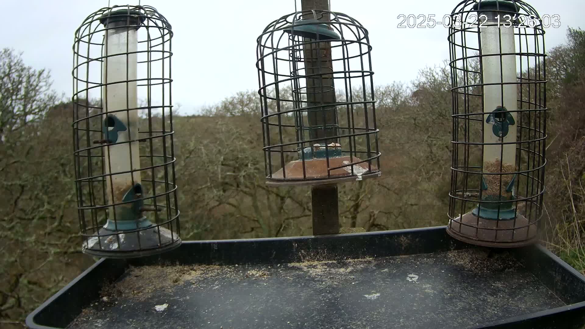 Three bird feeders with cages hang from a post over a tray of spilled birdseed, in front of a background of leafless trees on an overcast day.