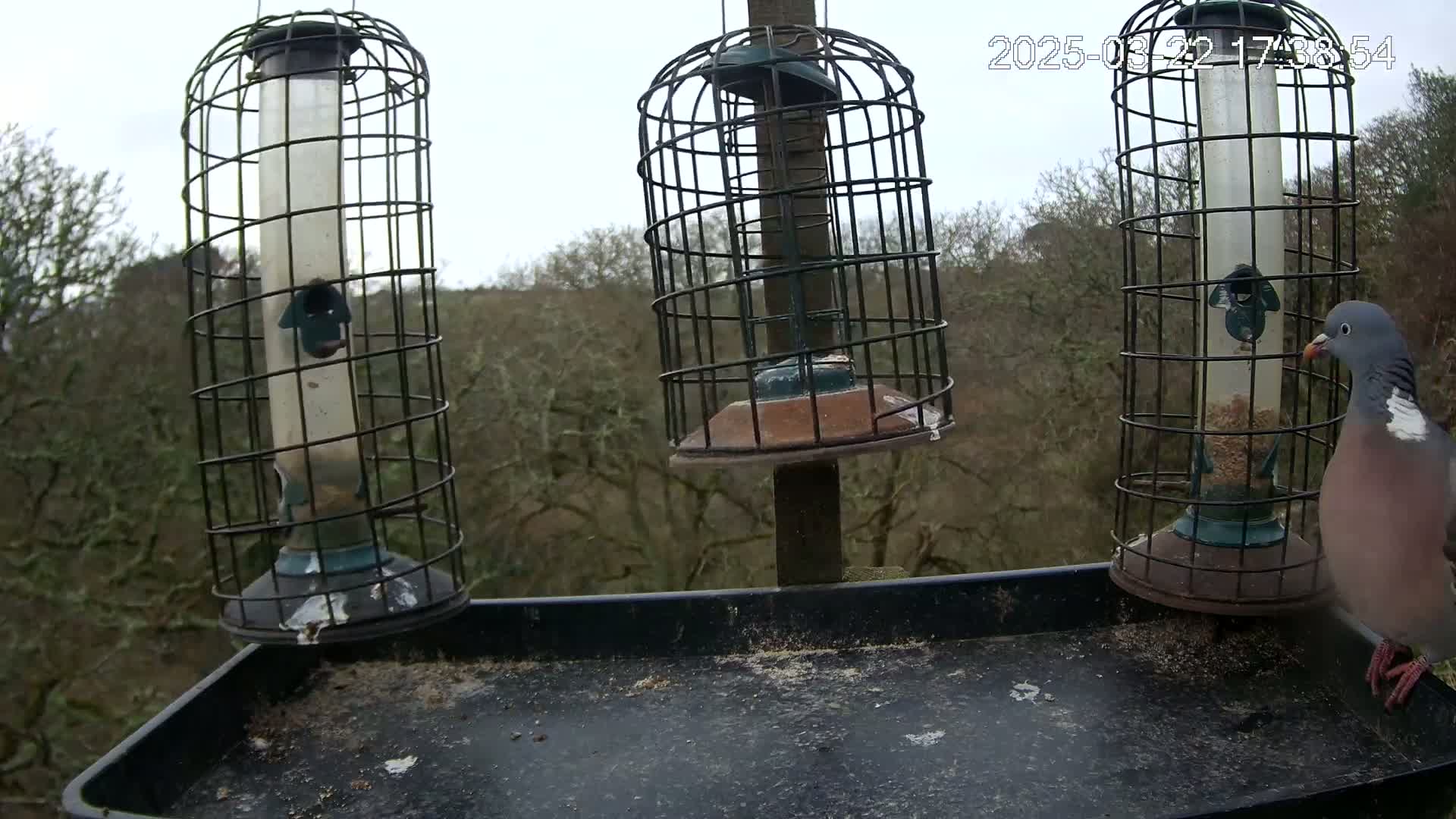 Three caged bird feeders are mounted on a post with a tray beneath them, a wood pigeon is on the tray next to one feeder, and the background is a blurry overcast woodland scene.