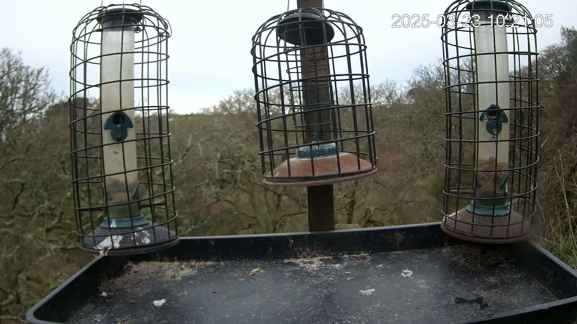Three caged bird feeders hang from a post above a dark tray, all against a backdrop of leafless trees under an overcast sky.