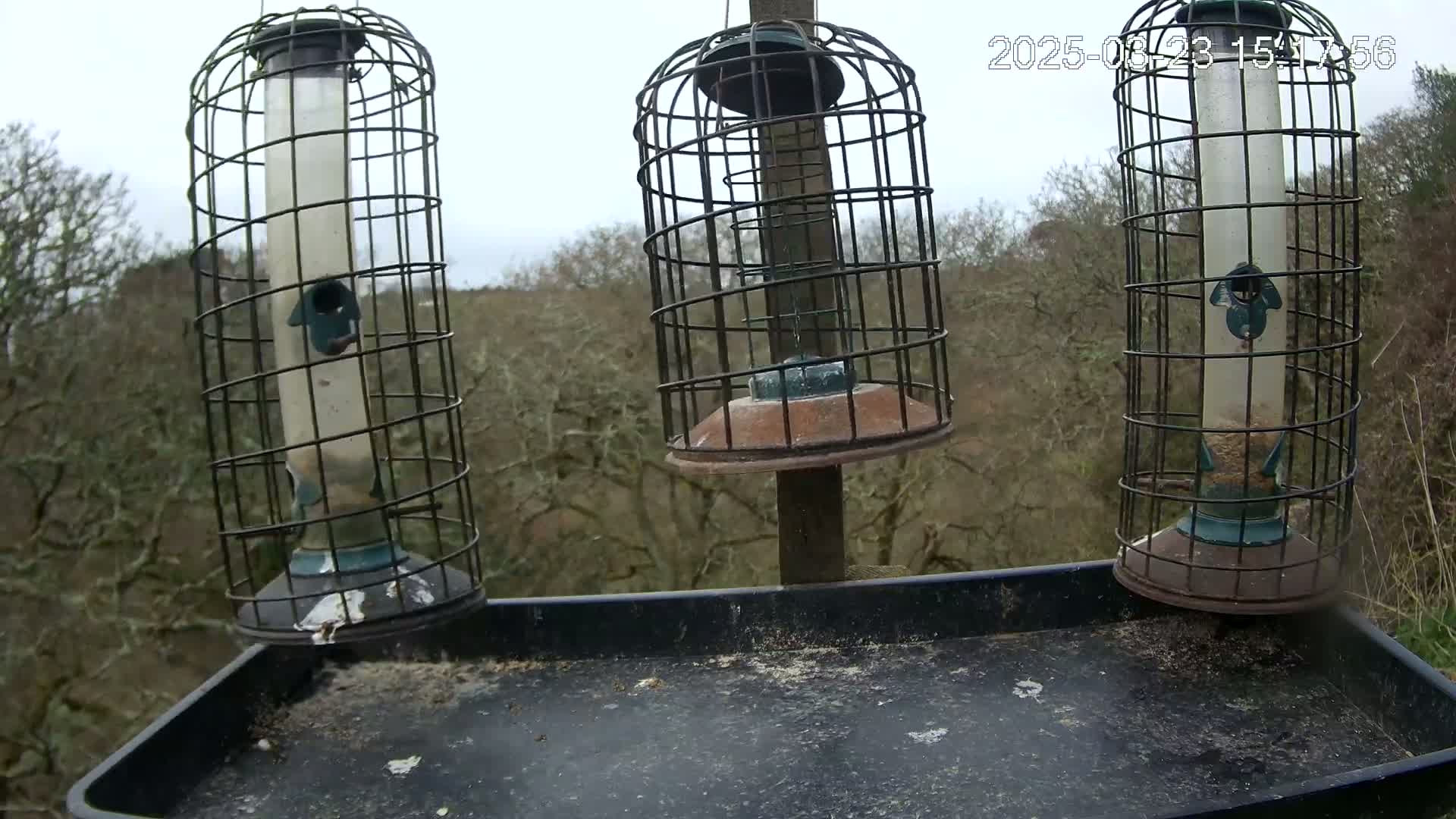 Three caged bird feeders hang from a post above a dark tray, set against a background of bare trees under an overcast sky.
