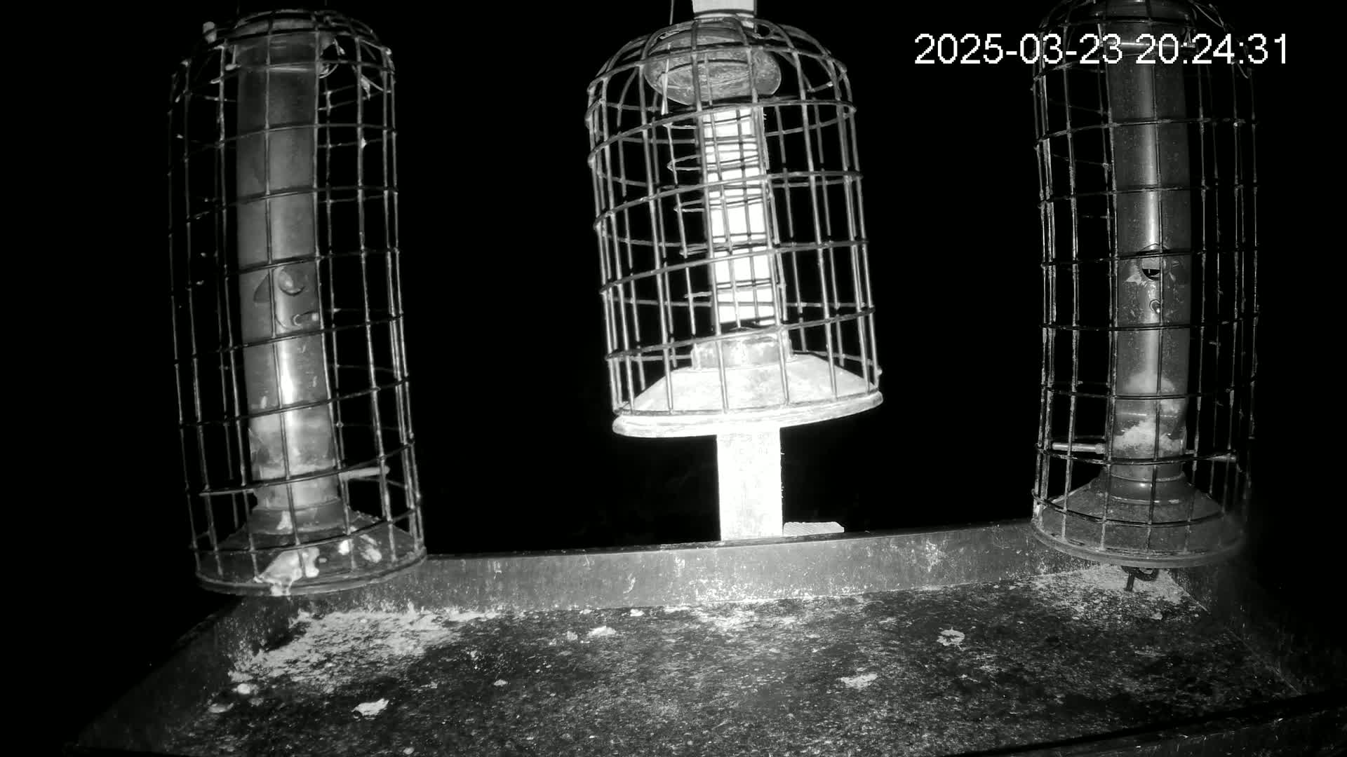 Three caged bird feeders sit on a tray at night.