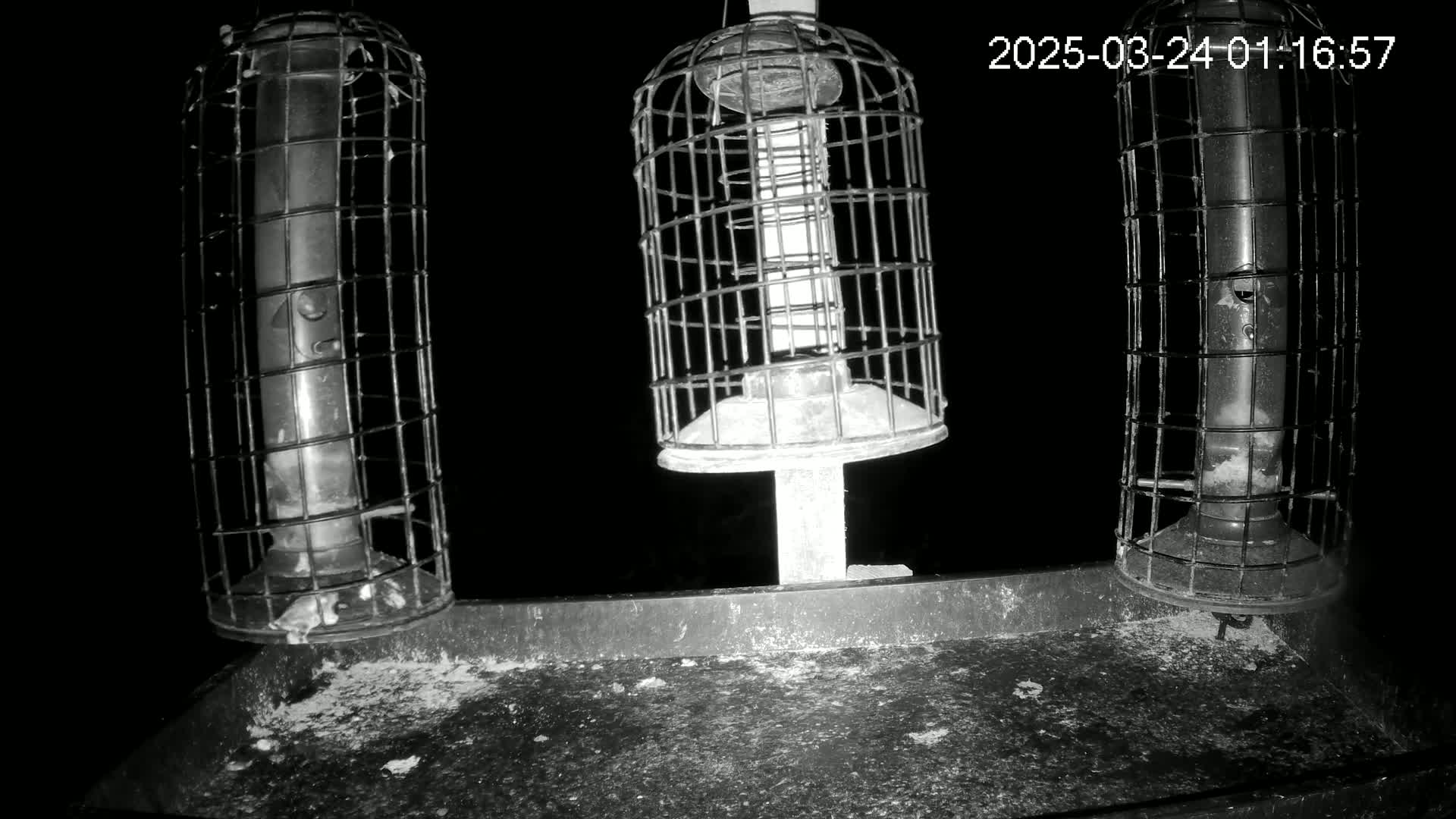 Three caged bird feeders sit on a platform at night.